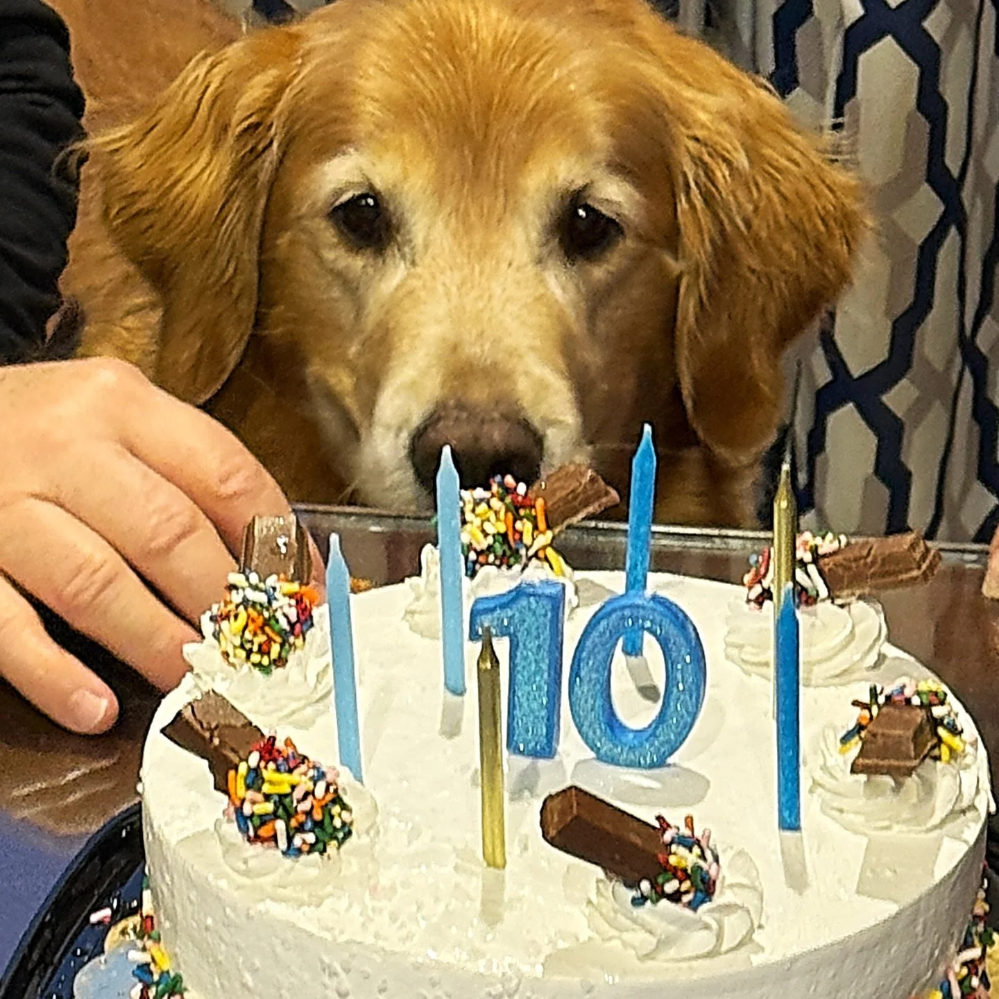 From puppy to #10yearsold in the blink of an eye ❤️words cannot express how much I love this boy. He has been my walking buddy, my sleeping buddy and my therapist; all the while doing it with a smile 🥰 I love you so very much my Bonzie bear 🐻 #dogs