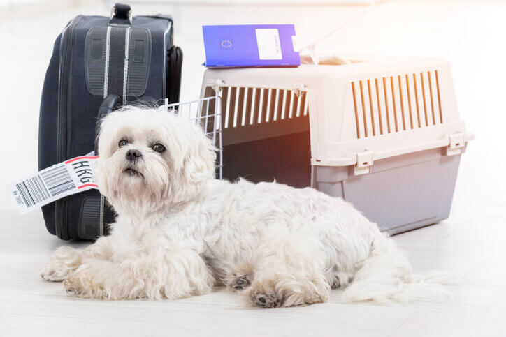 cha-flying-with-pets.jpeg