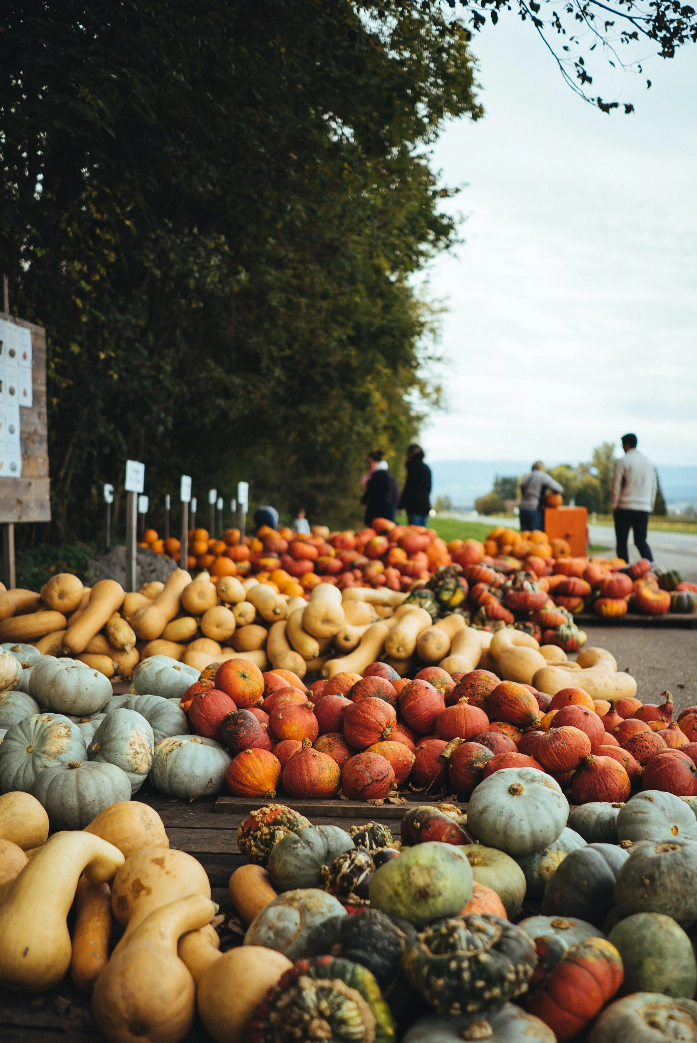 Meet the Tasty Maine Squash Stars of Our Virtual Wine Dinner