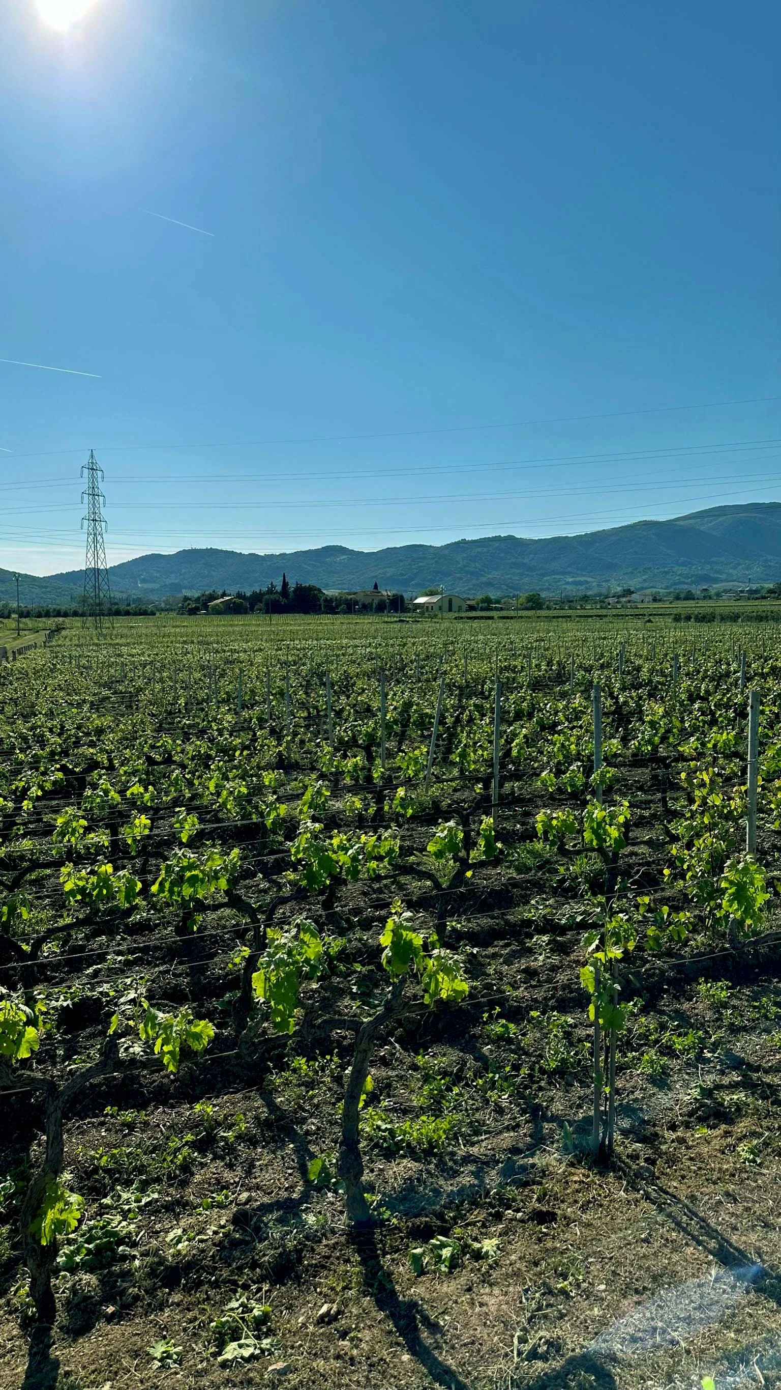 tua rita vineyard 01.jpg