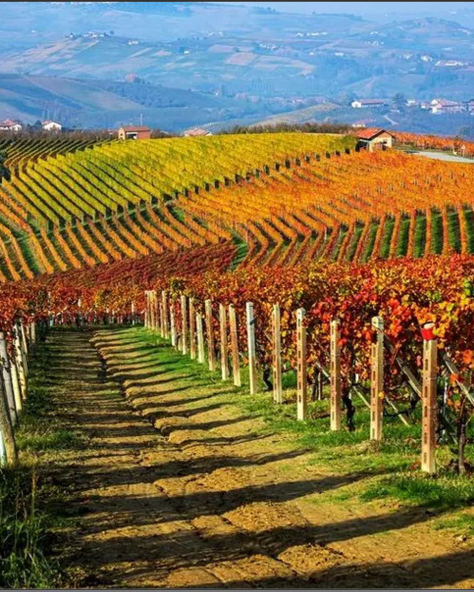 Vineyard_Piedmont_Fall_Trips_.png