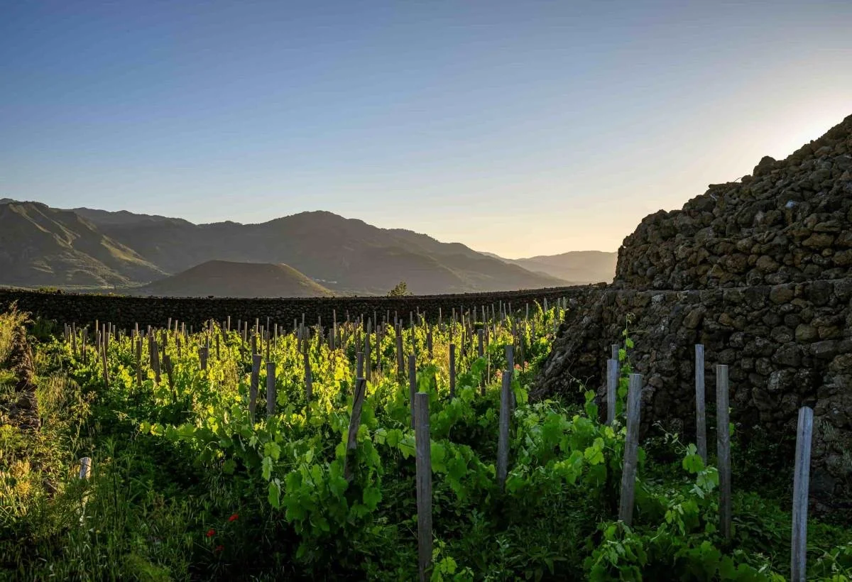 Sicily_vineyards_mountains.jpeg
