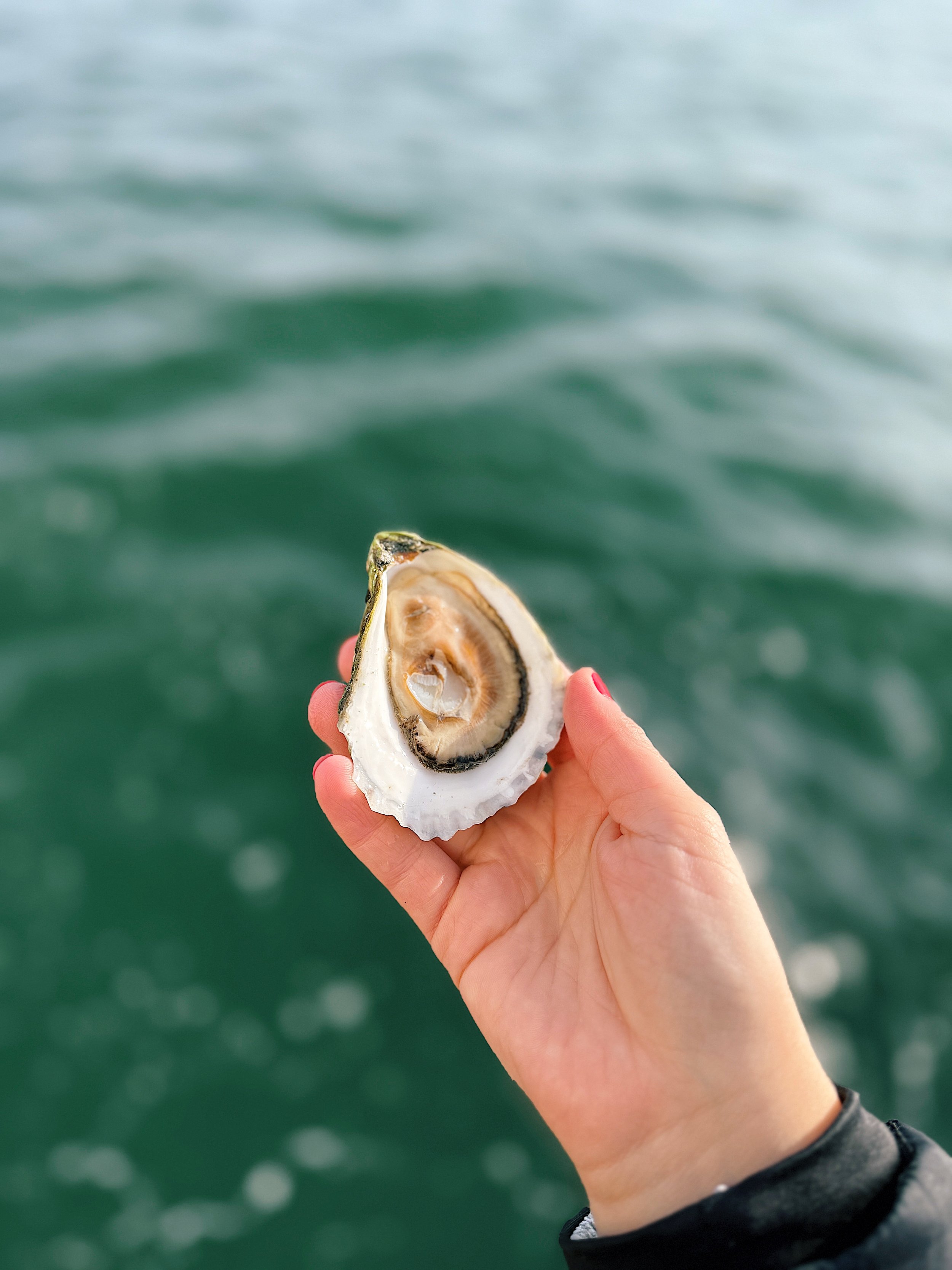 Wine_Wise_Portland_Maine_Champagne_Oysters_Sail_10192025_26940750.jpg (Copy) (Copy)