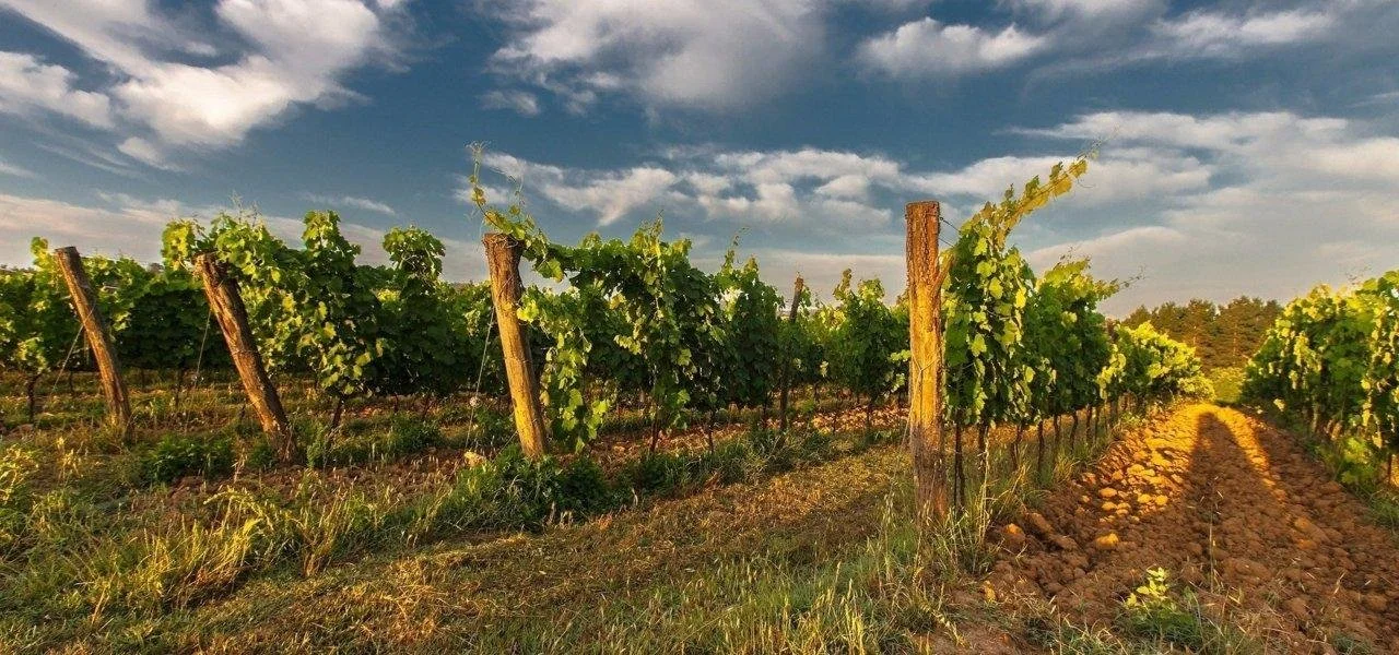 Sicily_vineyards_horizontal_landscape.jpeg