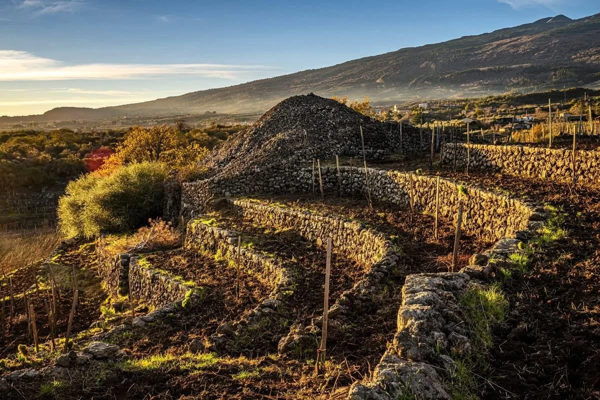 Sicily_vineyads_terraces.jpeg