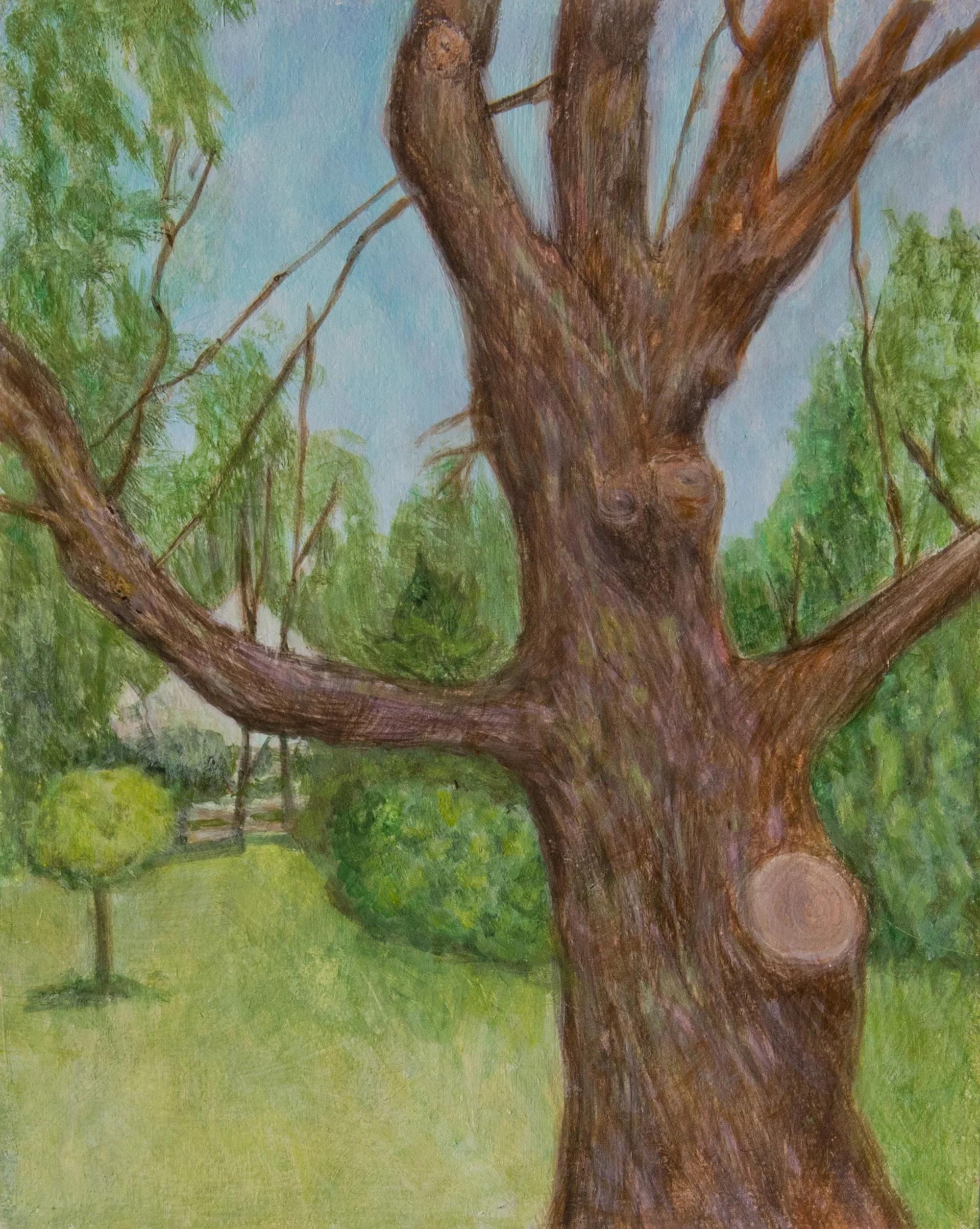 Old Sugar Maple 8" x10" egg tempera Rachel Lulov Segall
