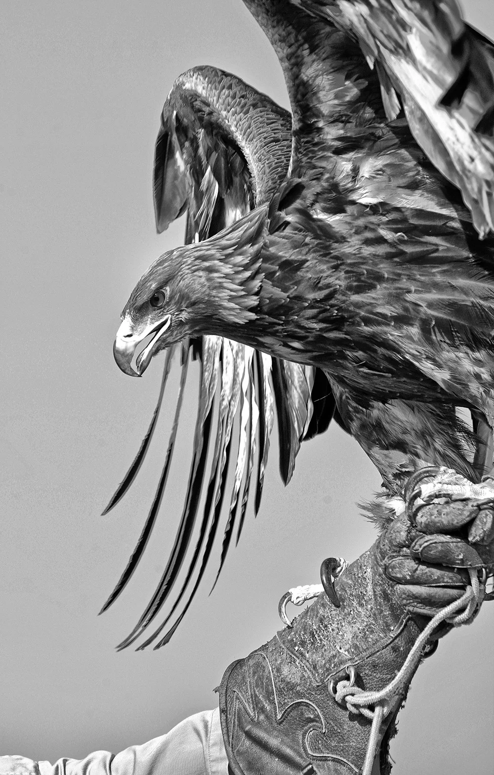 AGUILA.jpg