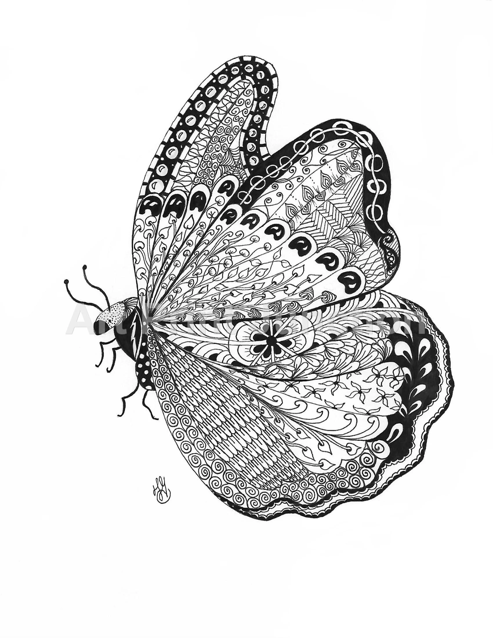 Butterfly 5 jpeg.jpg