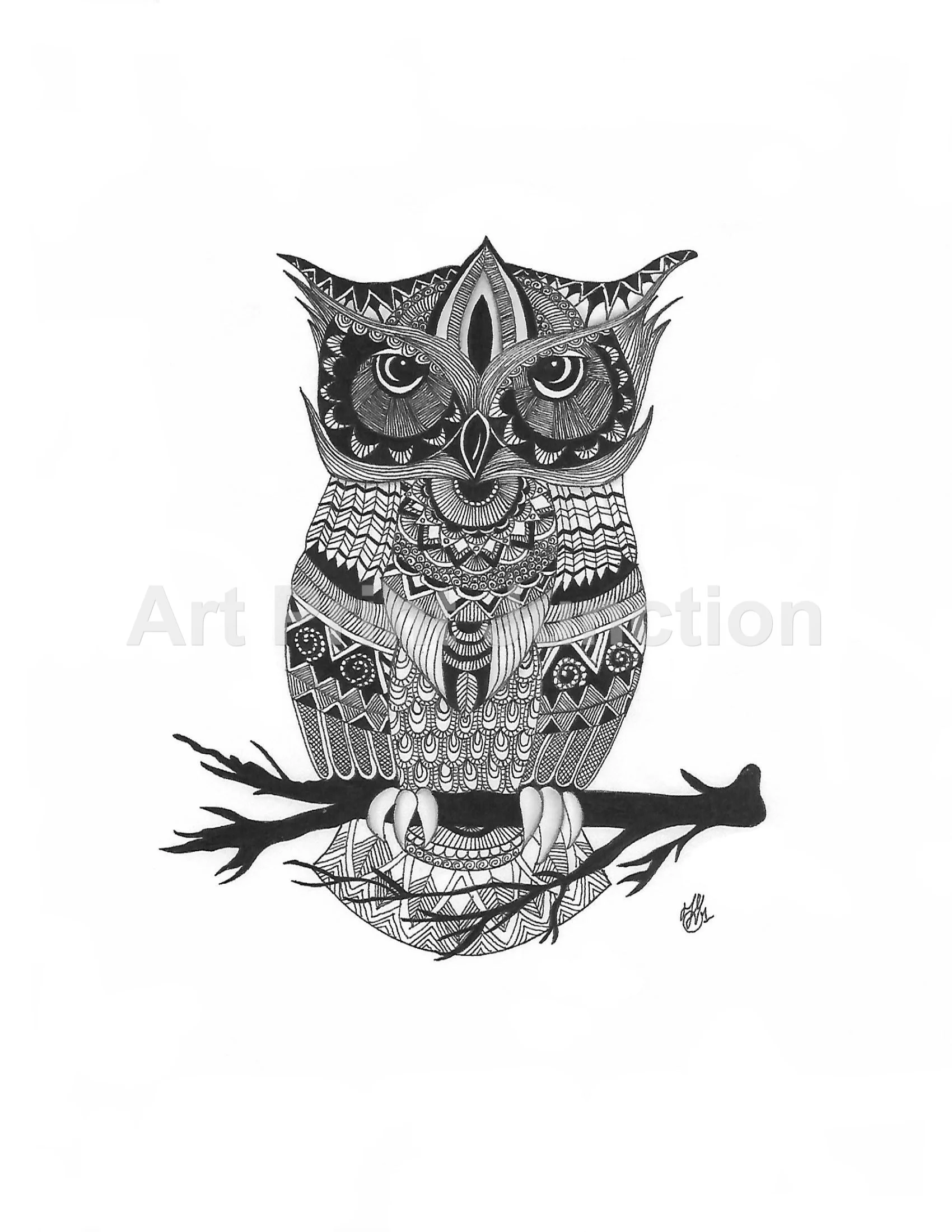 Owls 1