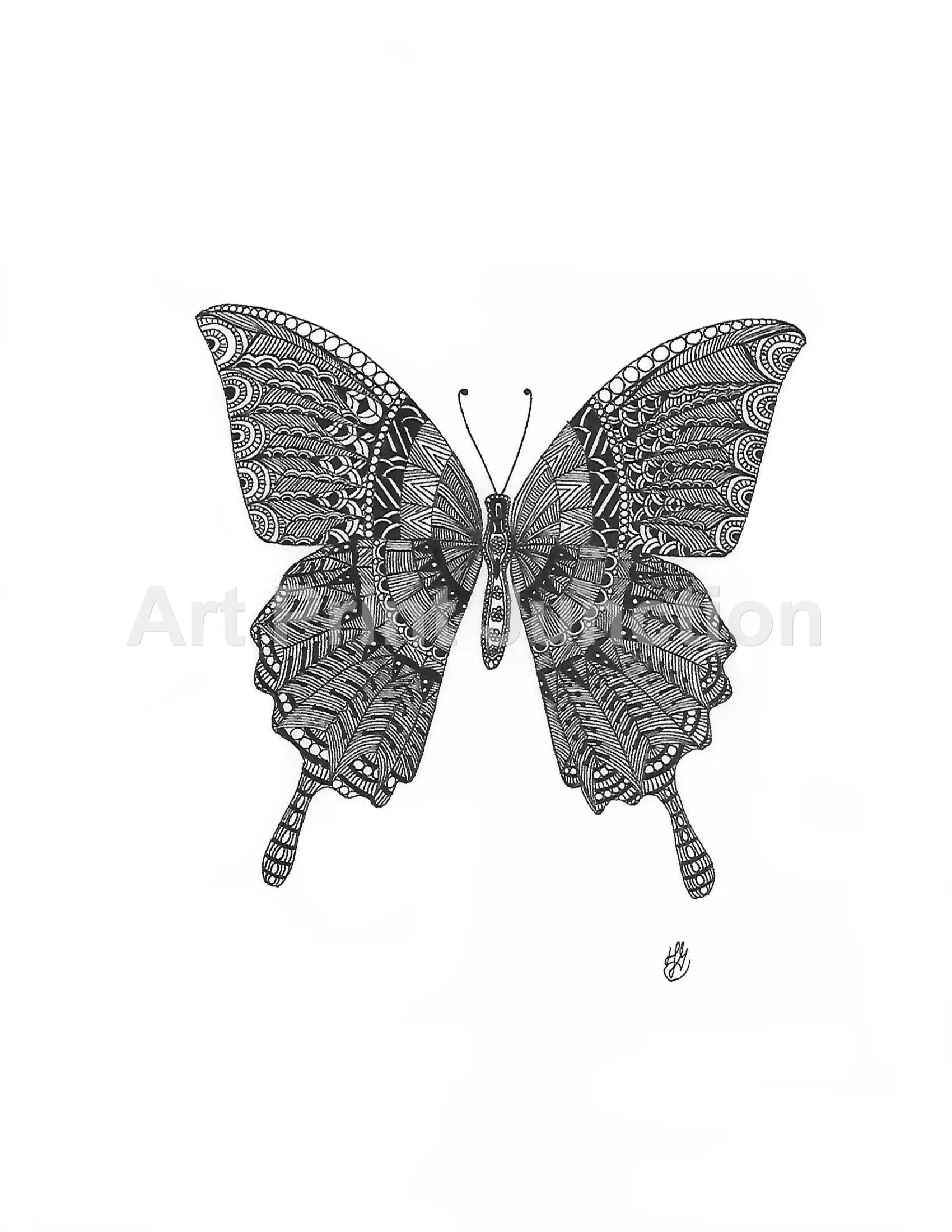 Butterfly 1