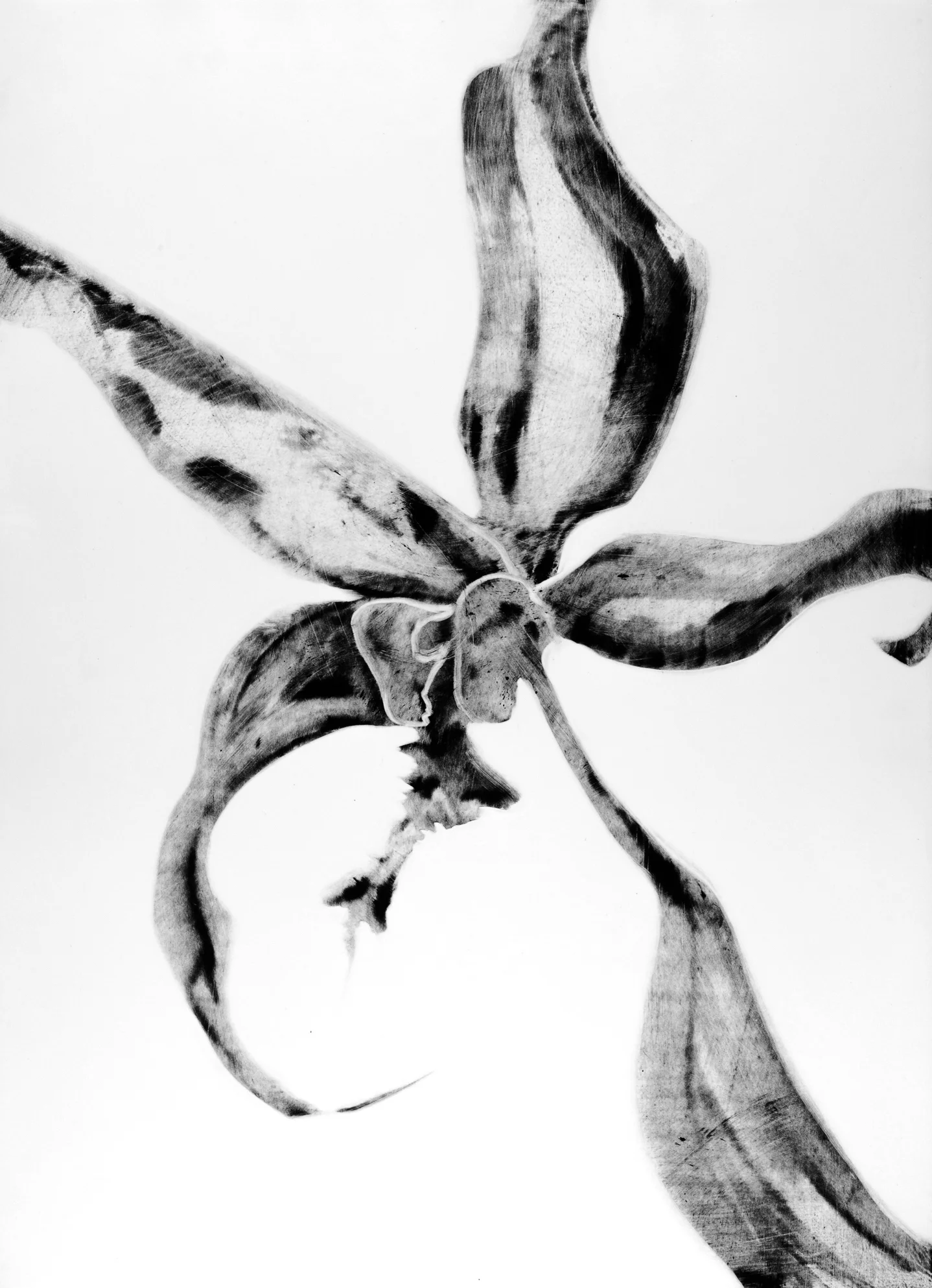  “Orchid” Monotype 30”x50” 2000    