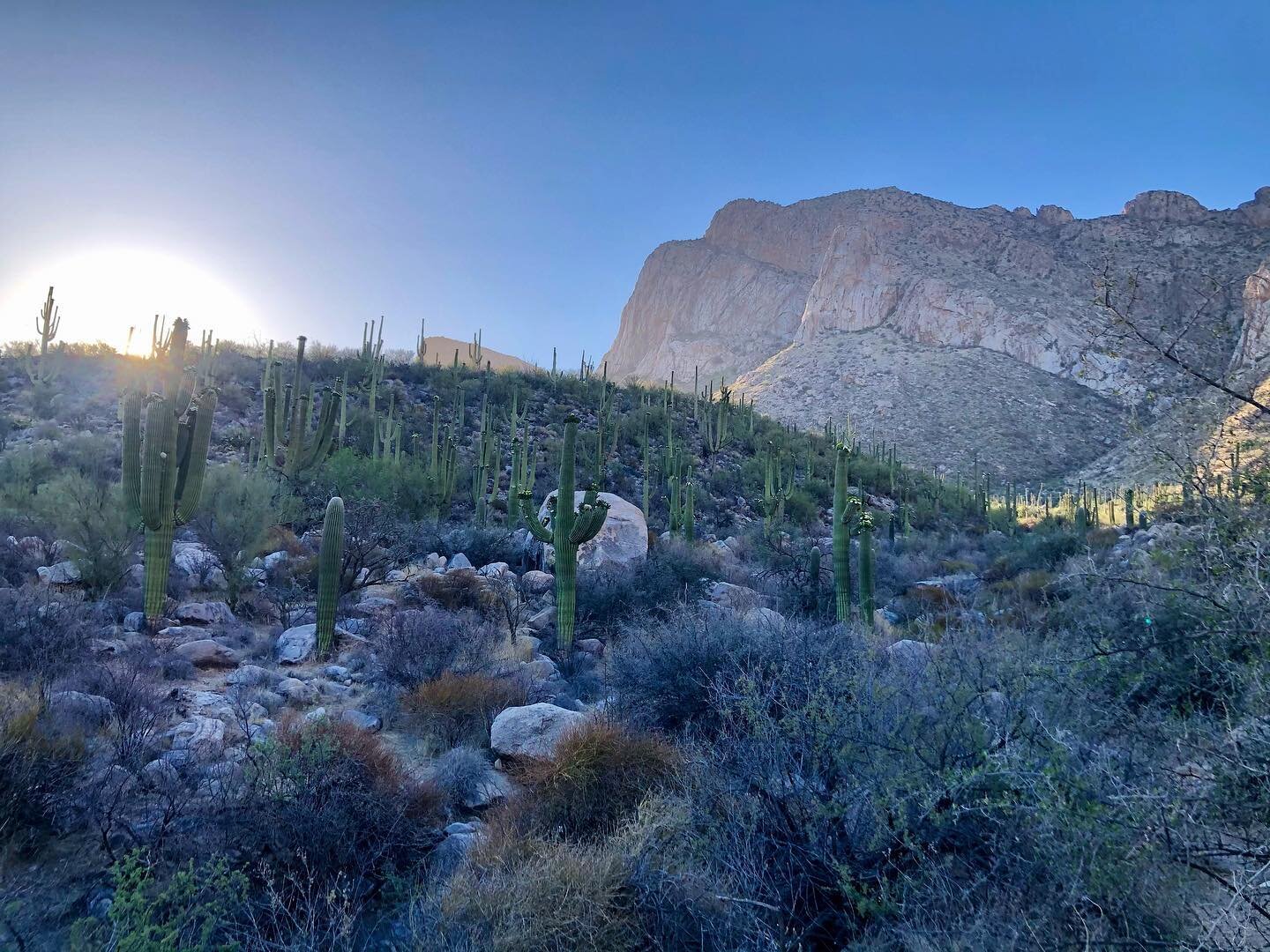 Basking in desert medicine.
It offers such graceful spaciousness and calm.
Helps me remember and embody that listening is very often more powerful than words.

#stillness #desertmedicine #presence