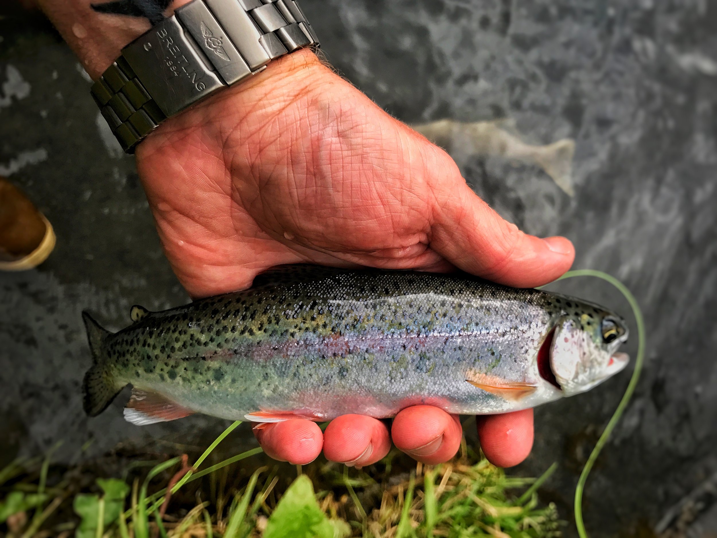 Rainbow Trout — Saltery Lake Lodge