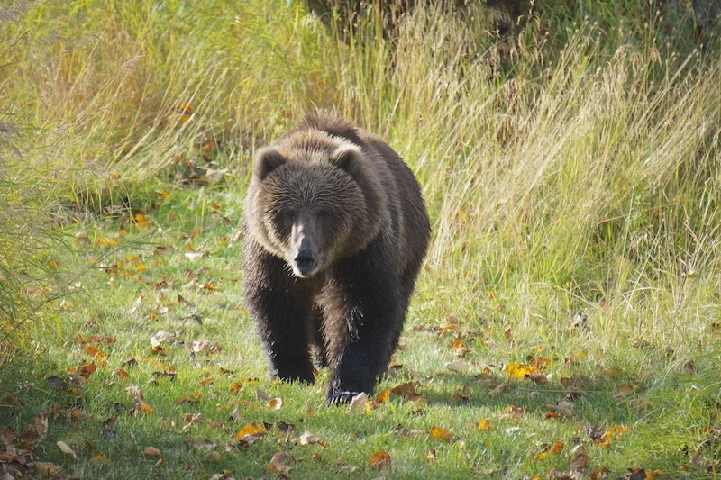 CabinBear.jpg