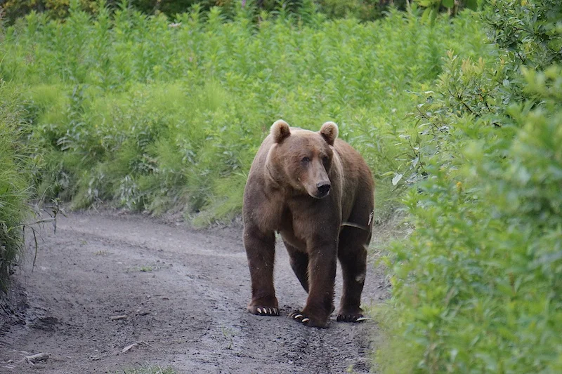 DubiousBear.jpg