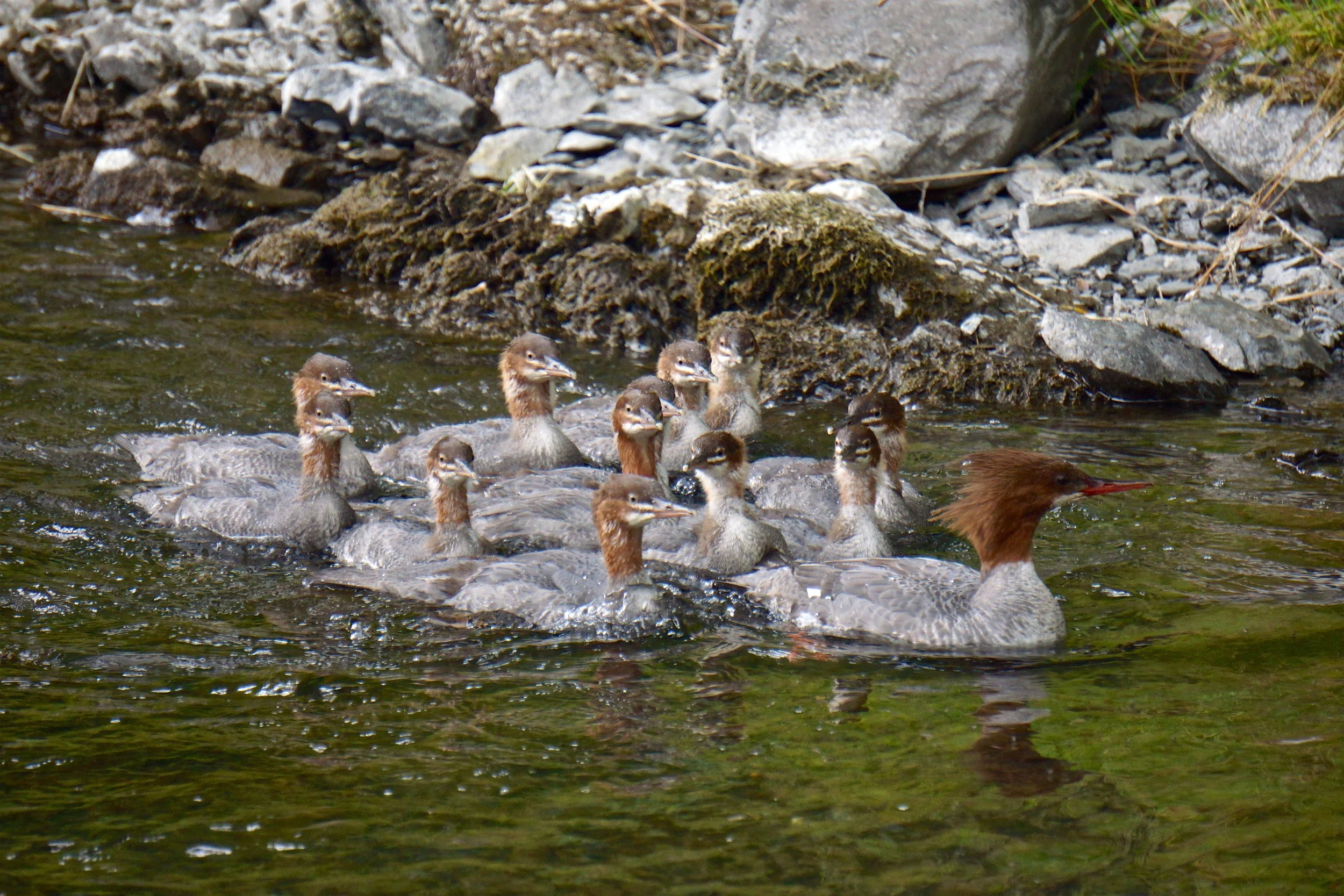 mergansers.jpg
