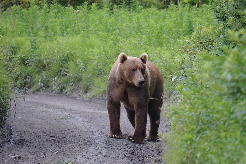 DubiousBear.jpg