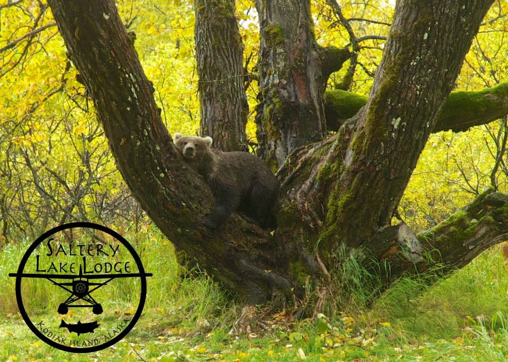 Bear.jpg