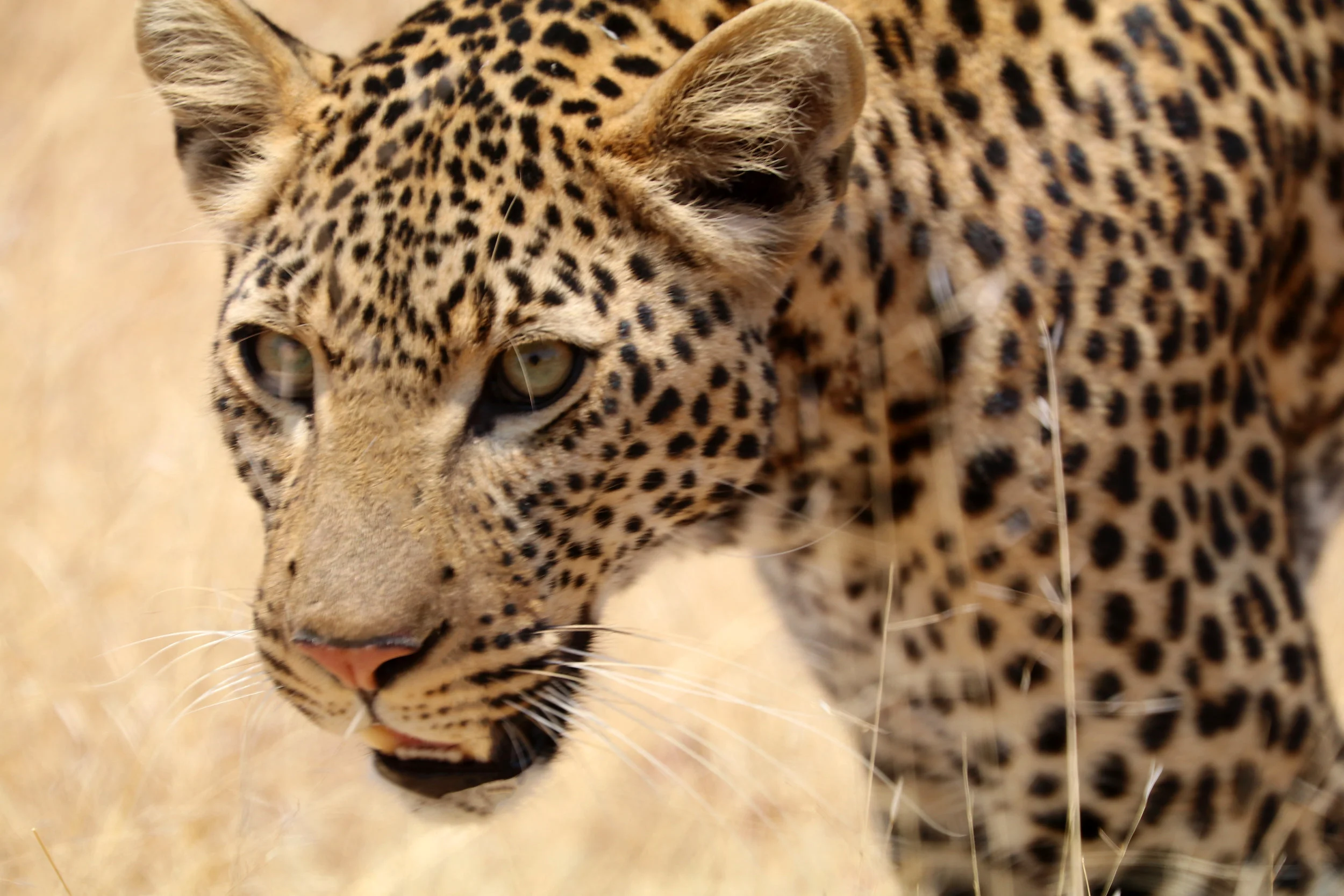 Wildlife