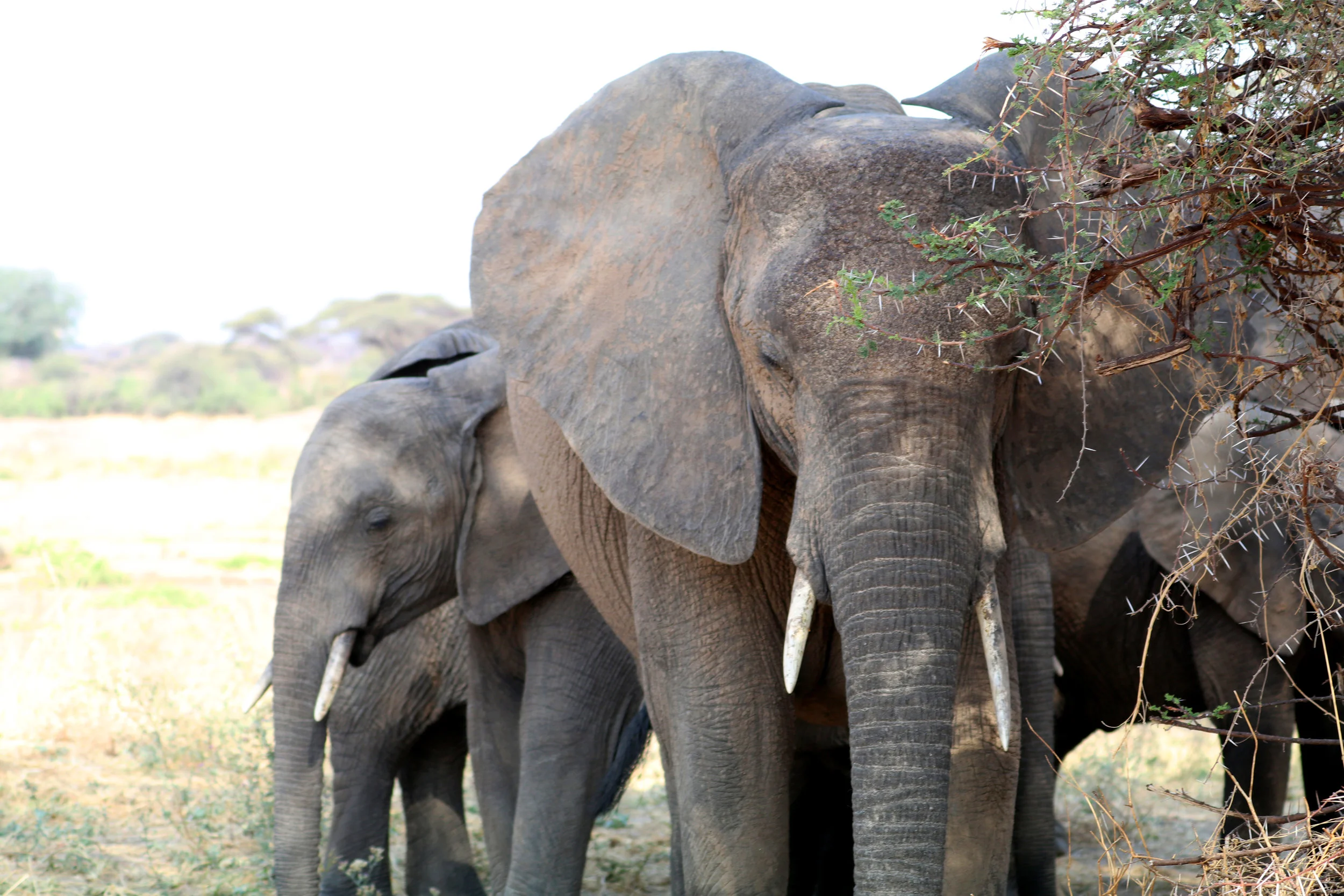 Wildlife