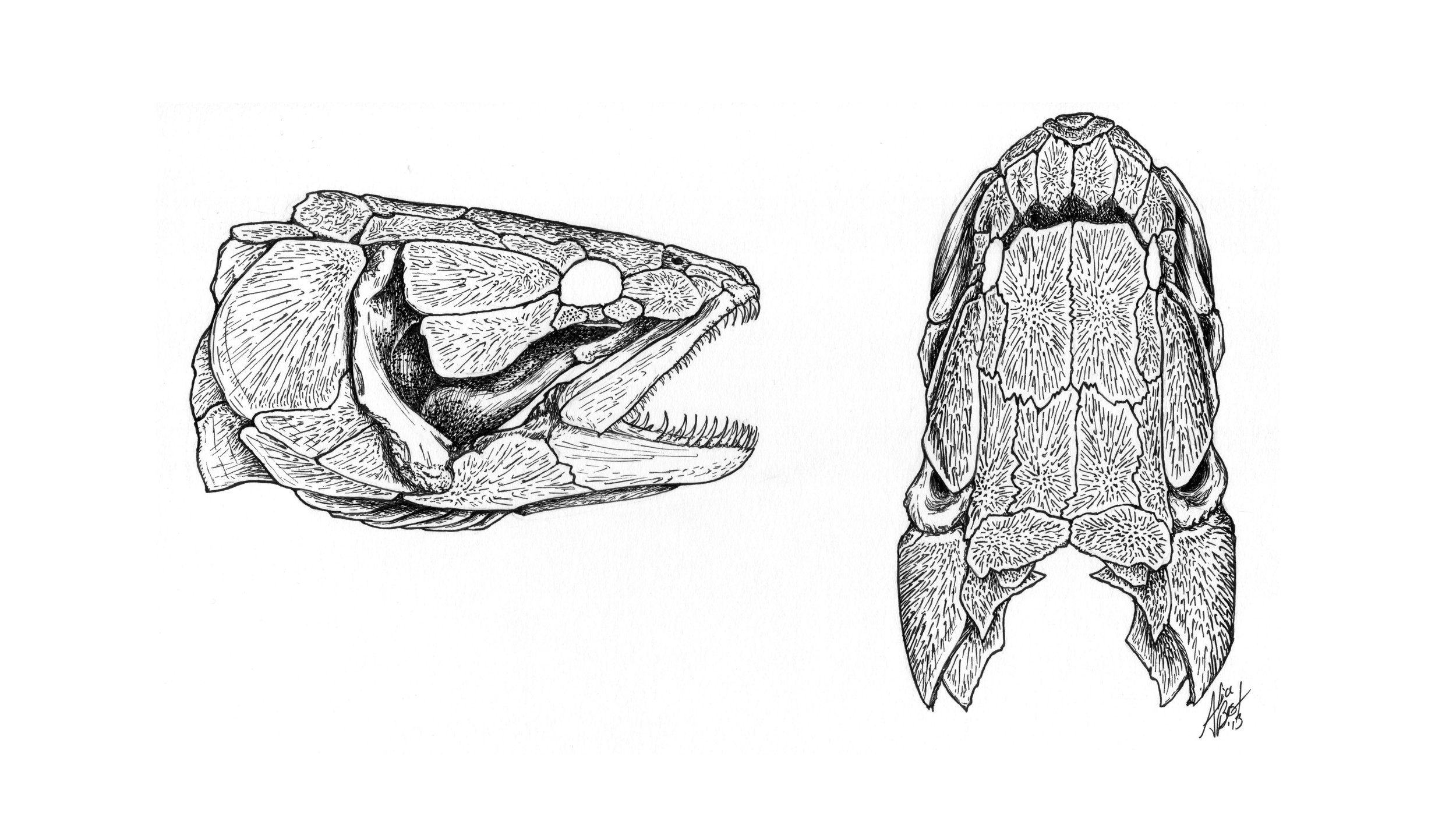 Bowfin Skull Study