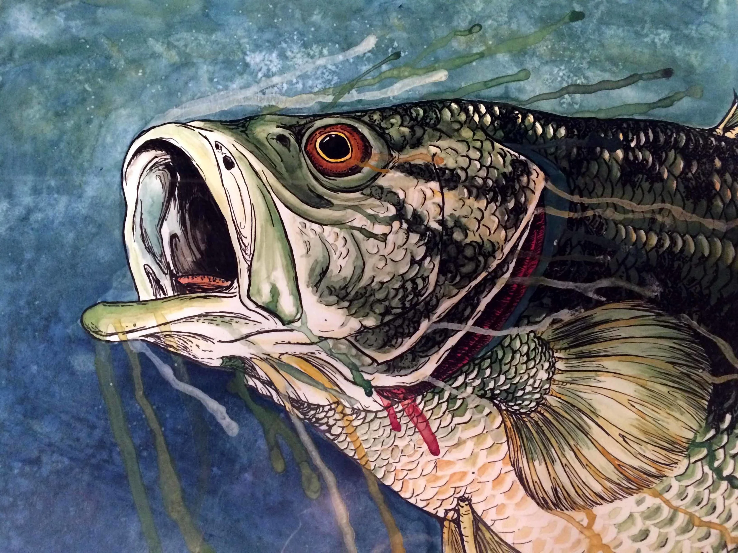 Largemouth Bass