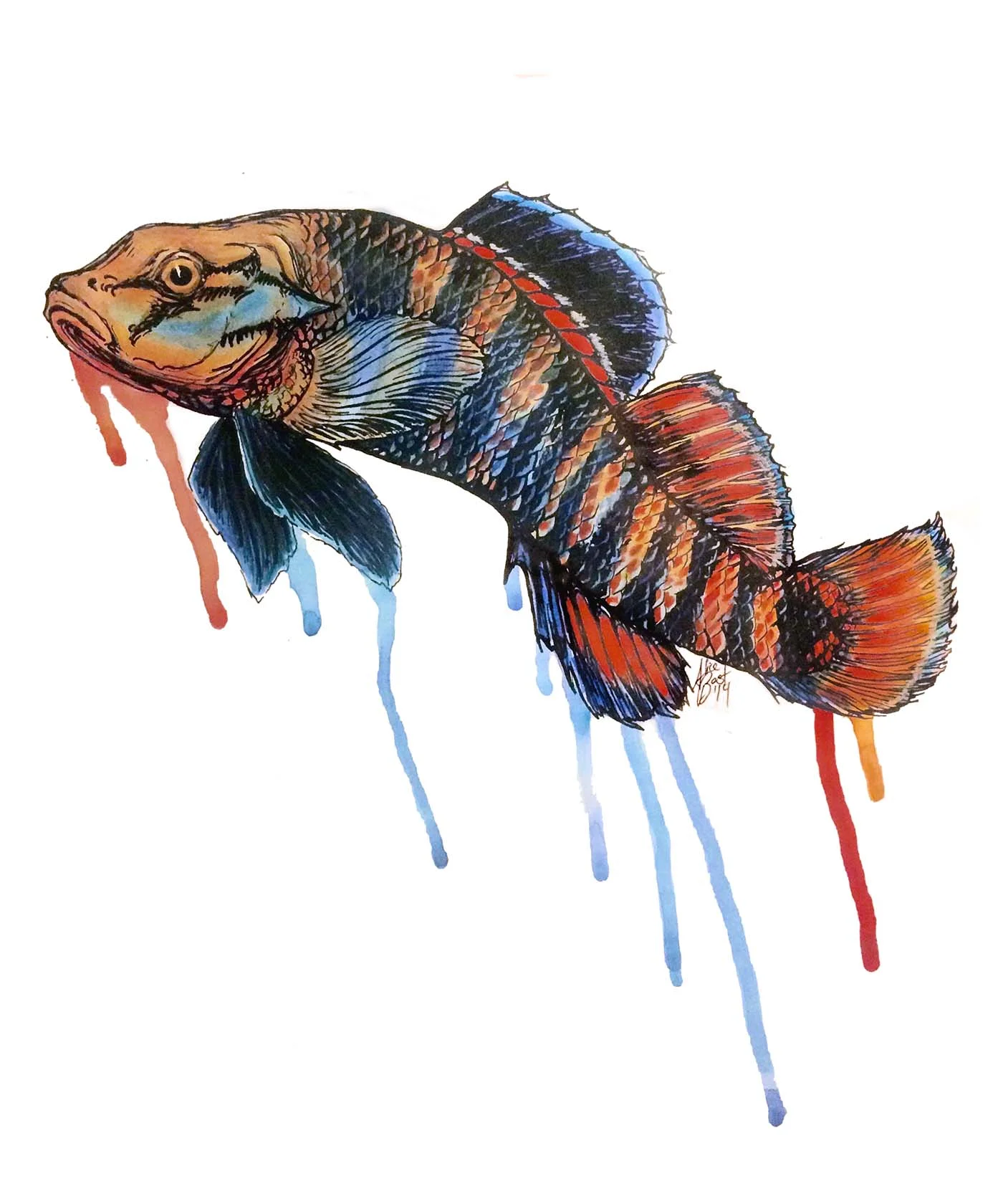 Rainbow Darter