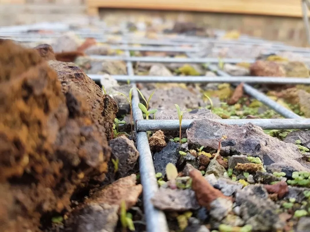 TALES FROM THE GABION TOP
.
During these winter months I thought i'd give a few how to's on our recent projects to make these ideas more accessible and common place. Starting with this gabion wall!
.
There's more detail about this project in previous