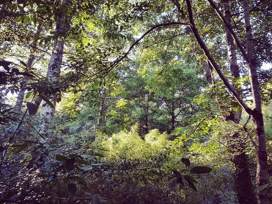 THE FOOD FOREST
.
I've had a huge amount of enquiries about suitable plants for a food forest since ep.5 of #yourgardenmadeperfect. Thought I'd address them all in a post about it!
.
This image is from my adventure with @angelascanlon at Martin Crawf