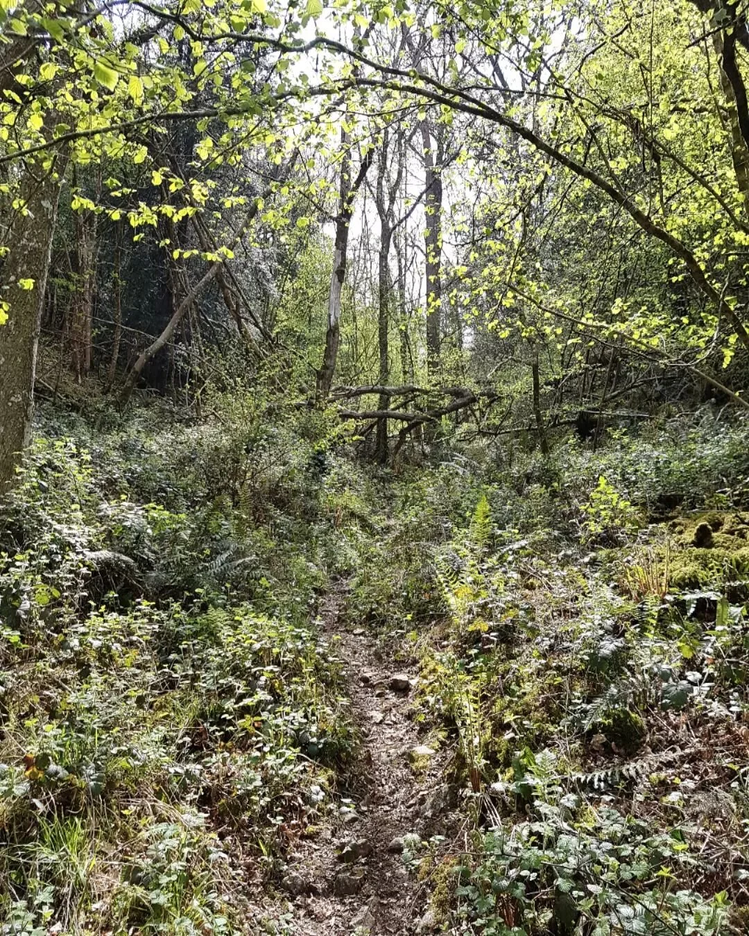 Woodlands this time of year.... 😀🌱🤙🌳
.
#landscapes #woodland #adventures #forest #landscapephotography #nature #natureconnection #plants #inspiration
#trees #ecology