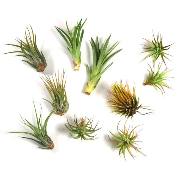 grabbag_tinyplants_1_2000x.jpg