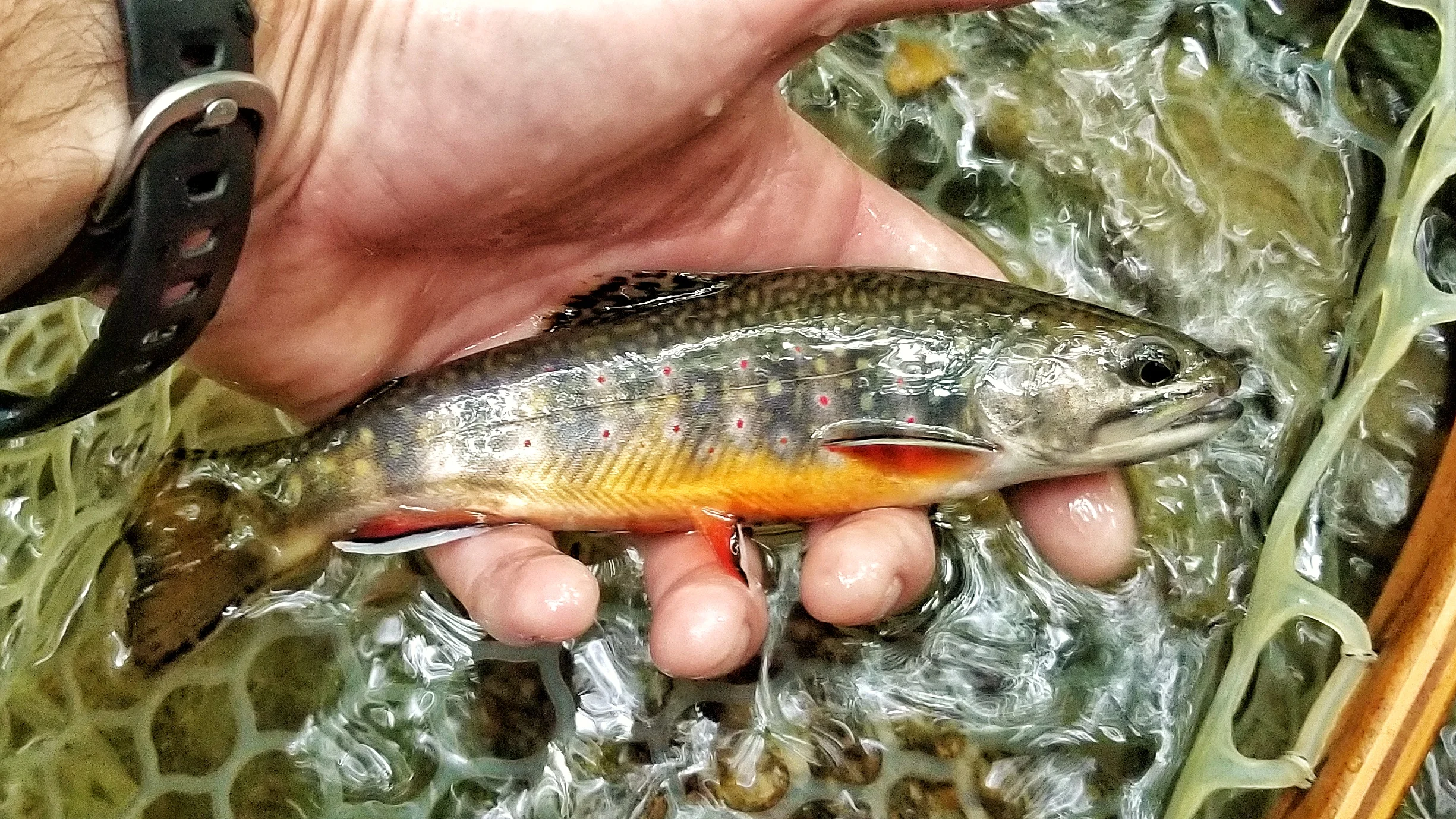 Brookie.jpeg