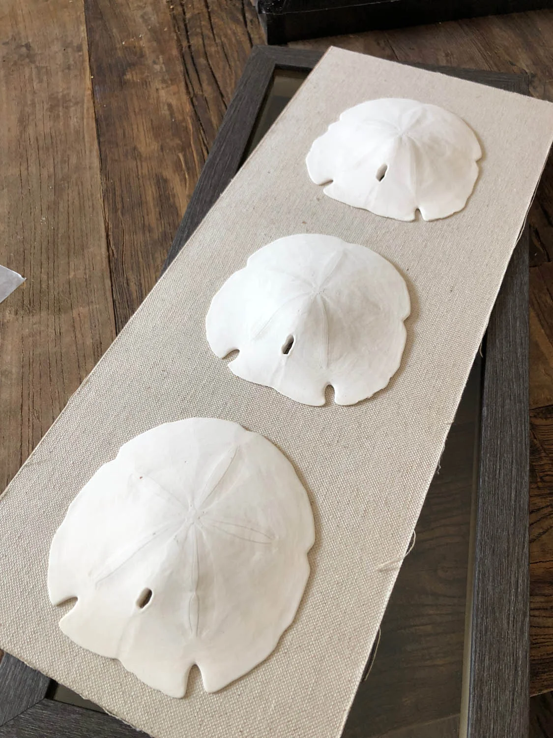 Sand dollar memory collection hot glued to easy DIY shadow box frame backing