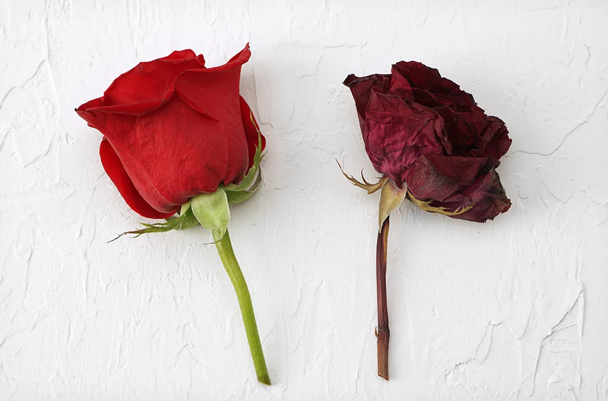 Before and after photo of fresh rose after drying in silica sand in the microwave.