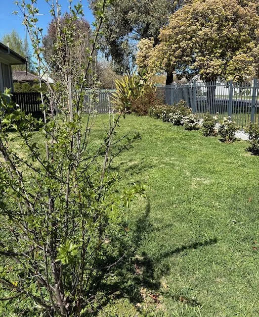 BLAYNEY FRONT YARD.jpg