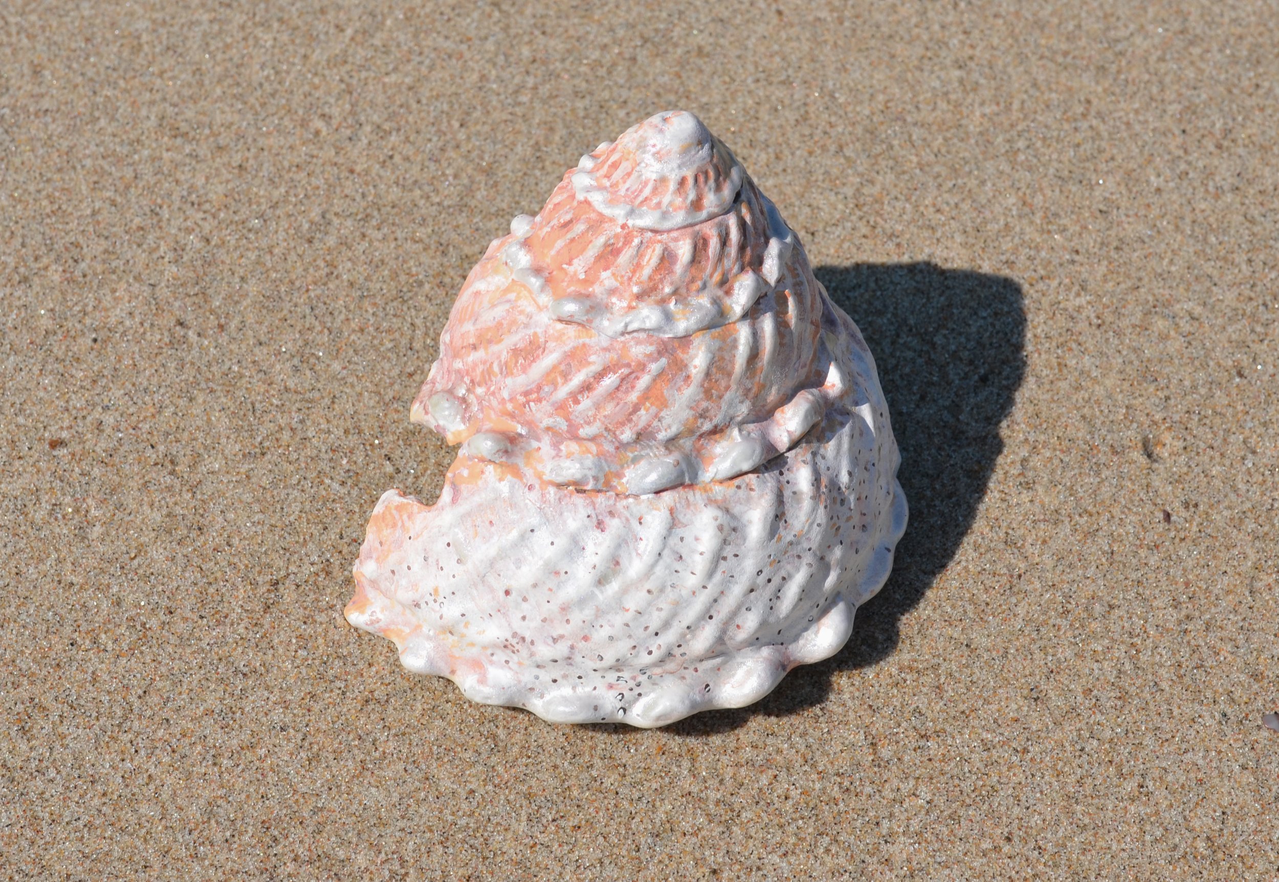 Small Shell