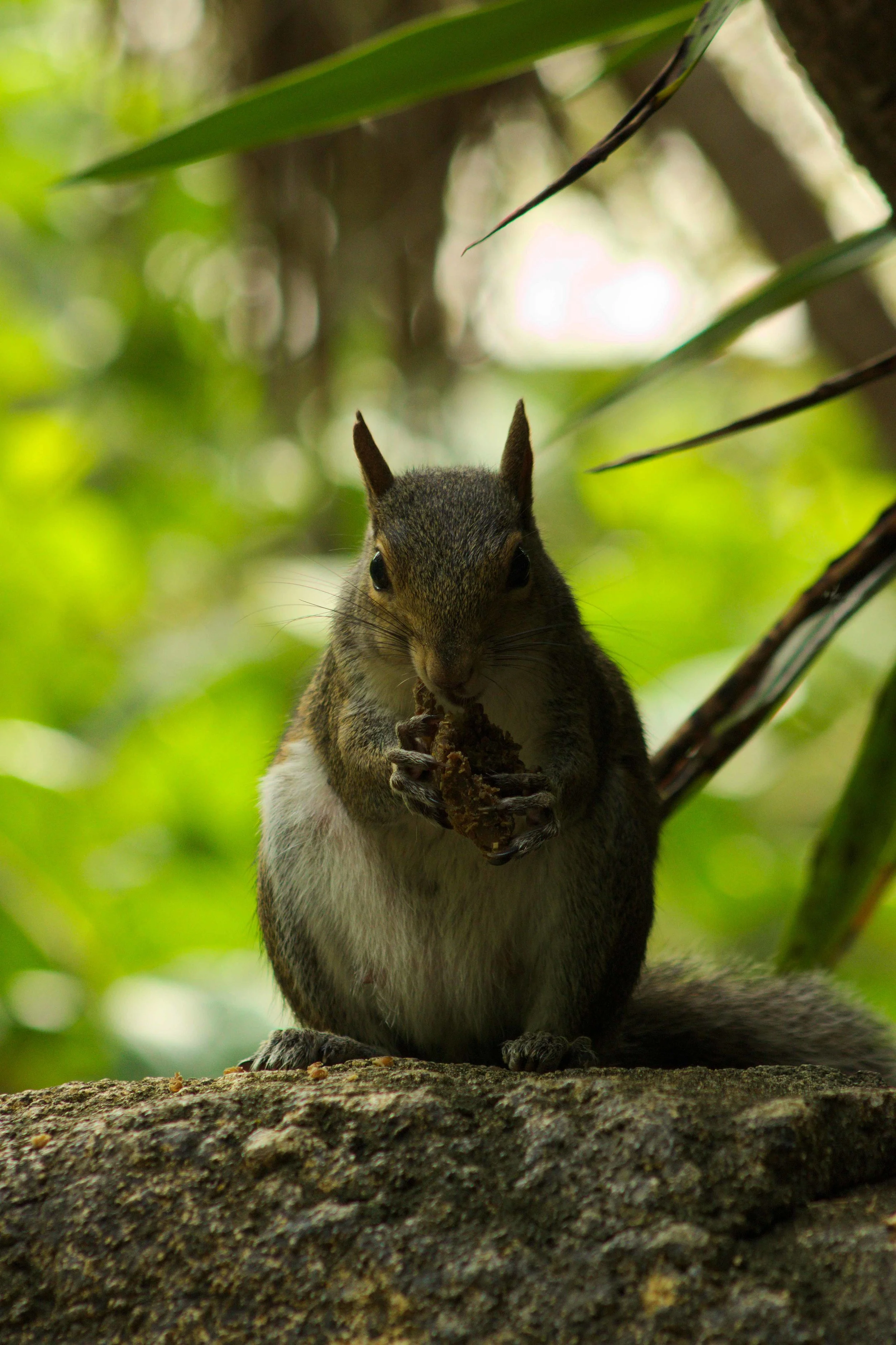 Squirrel