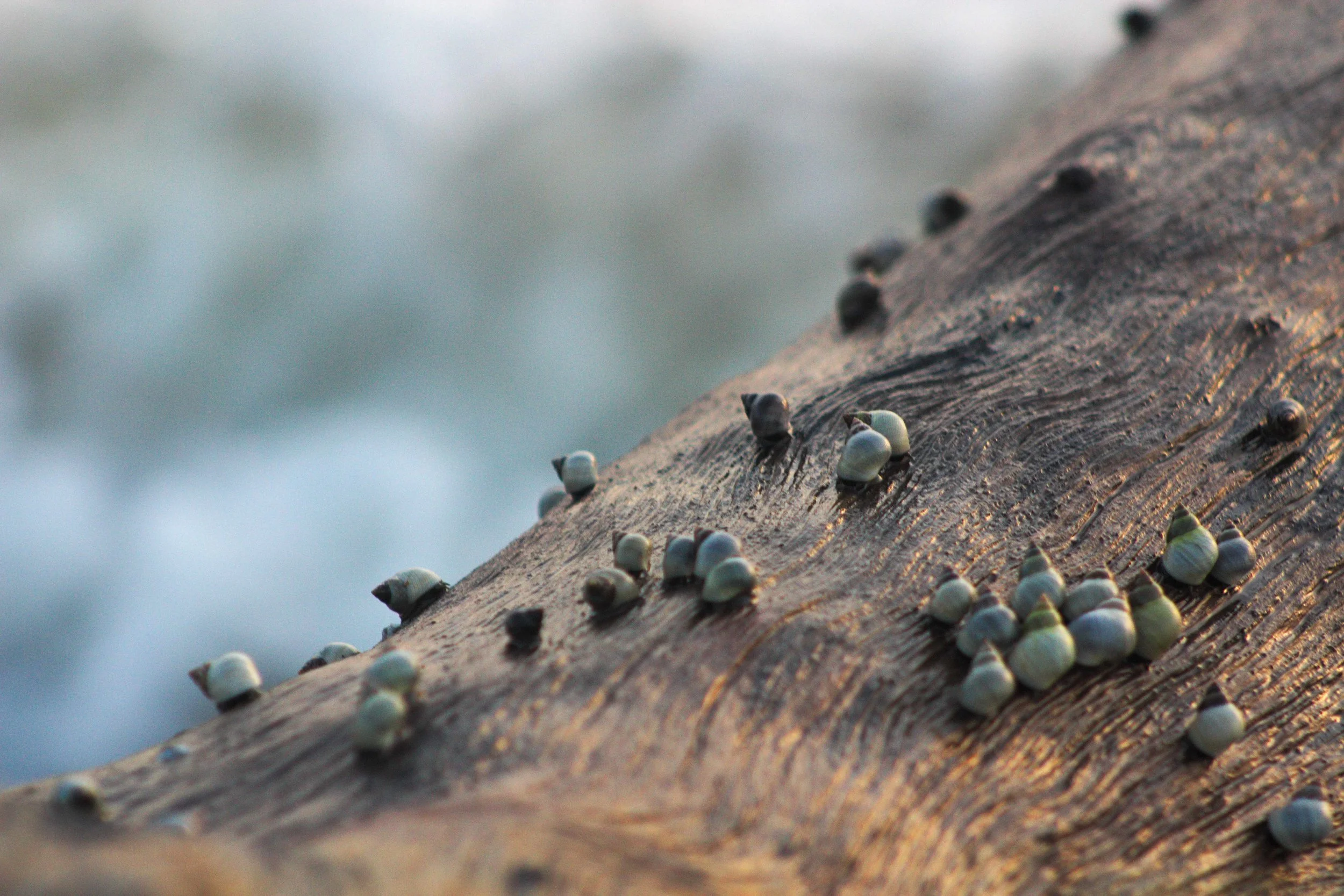 Sea Snails