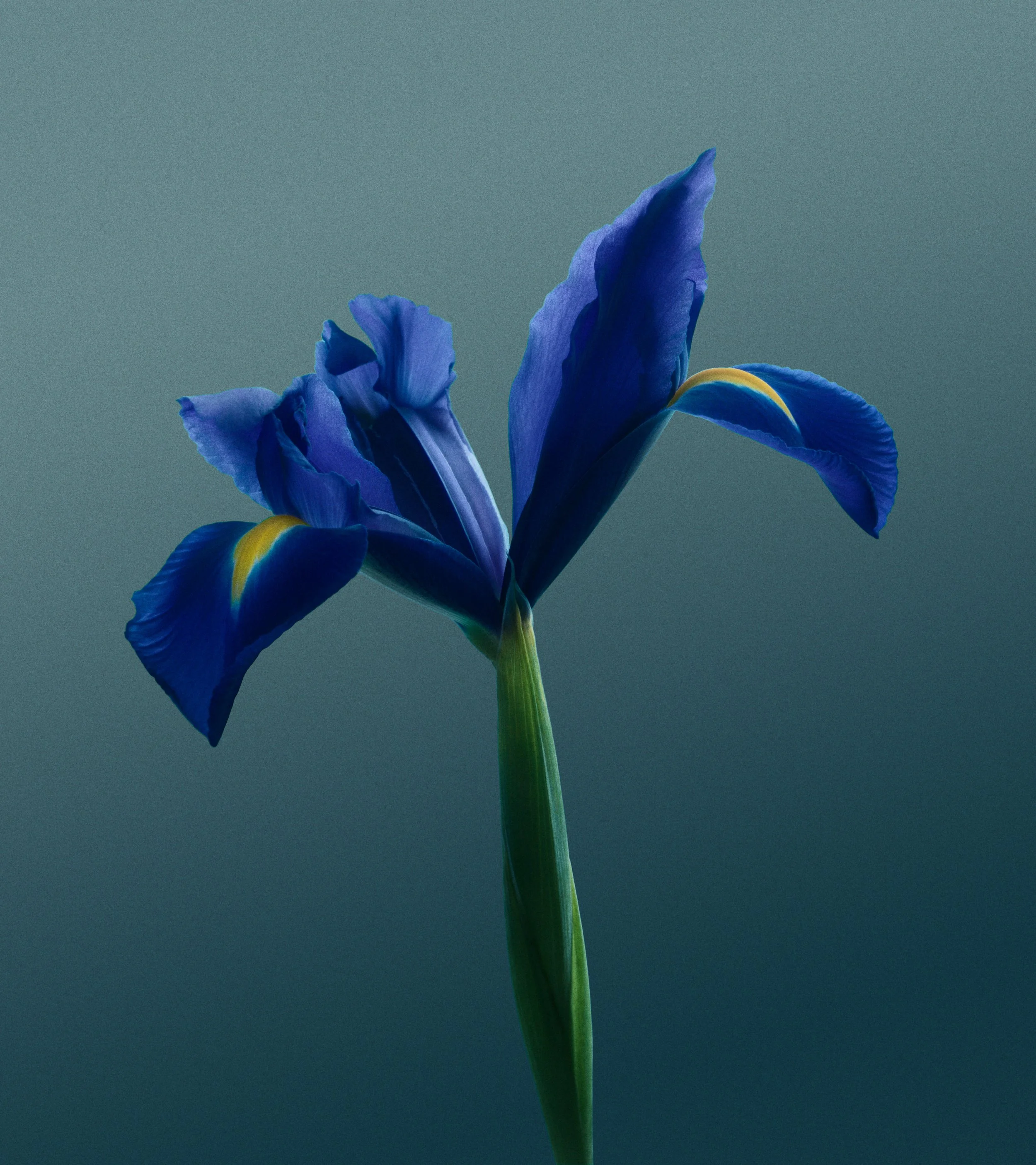 Tiffany Spring Fragrance_Flowers_Iris_BLUE_BG_RGB.jpg
