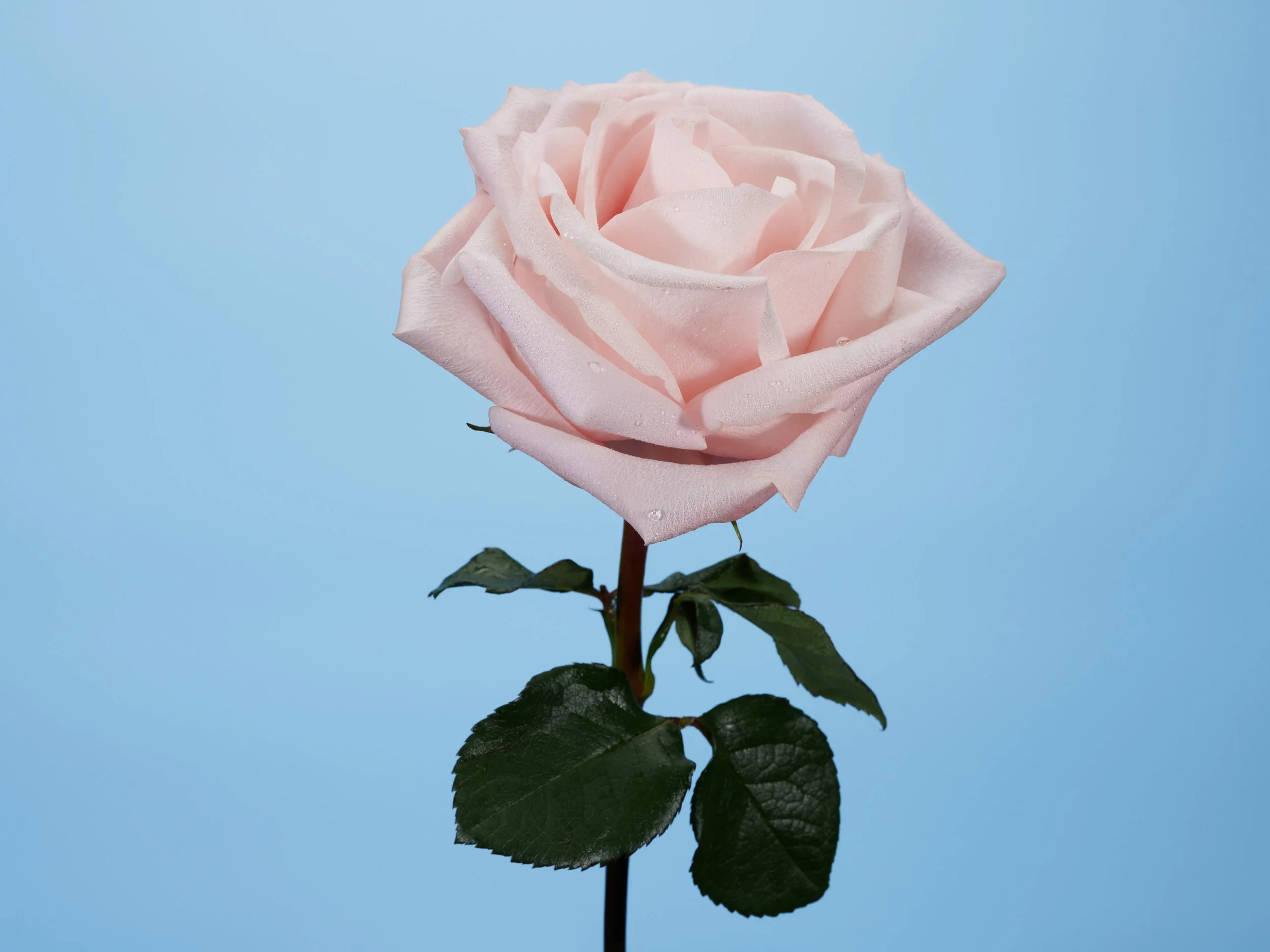 FM_SecretsOfARose_Rose&Cuir_01_382_LowRes.jpg