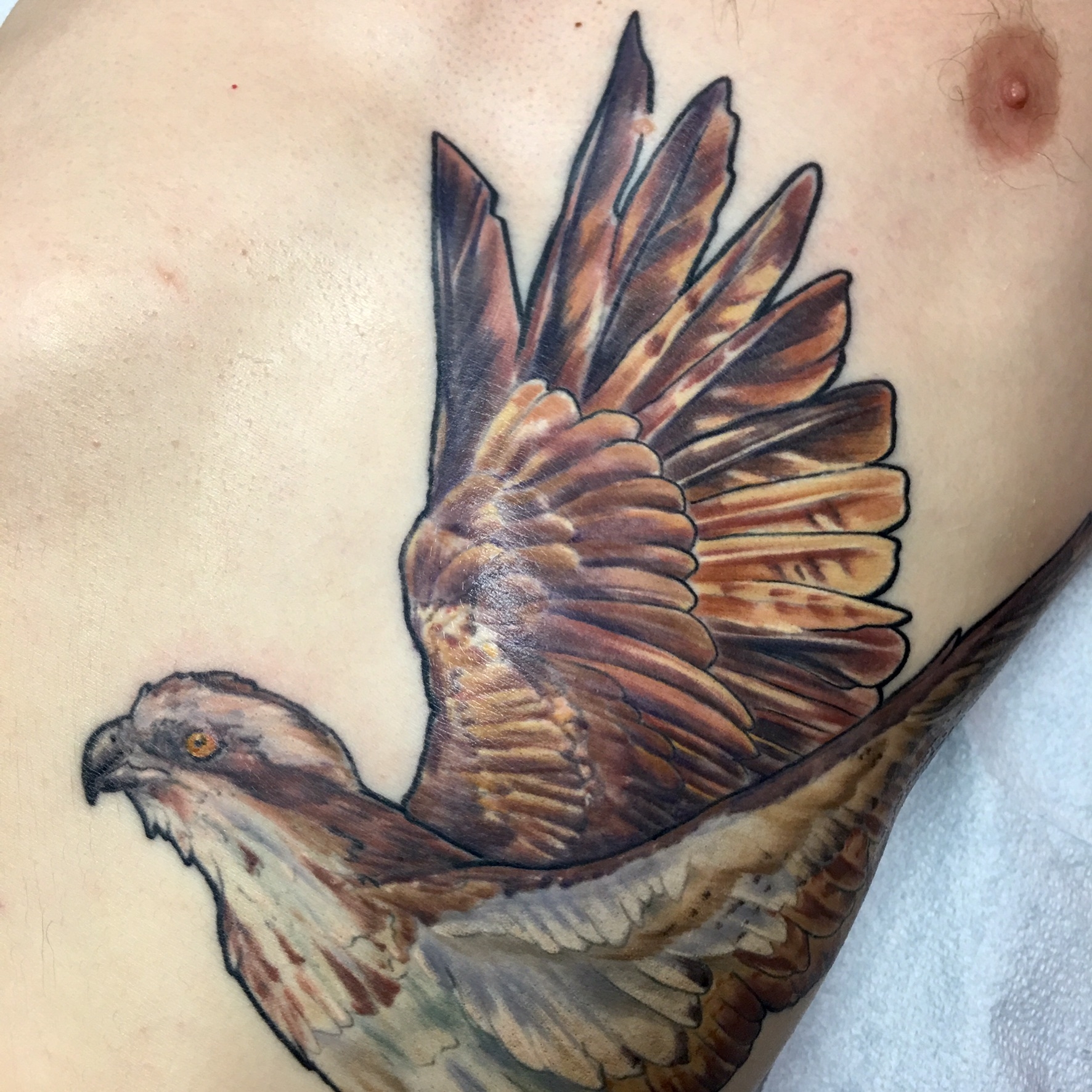 Osprey Bird Jesse Enz.jpeg