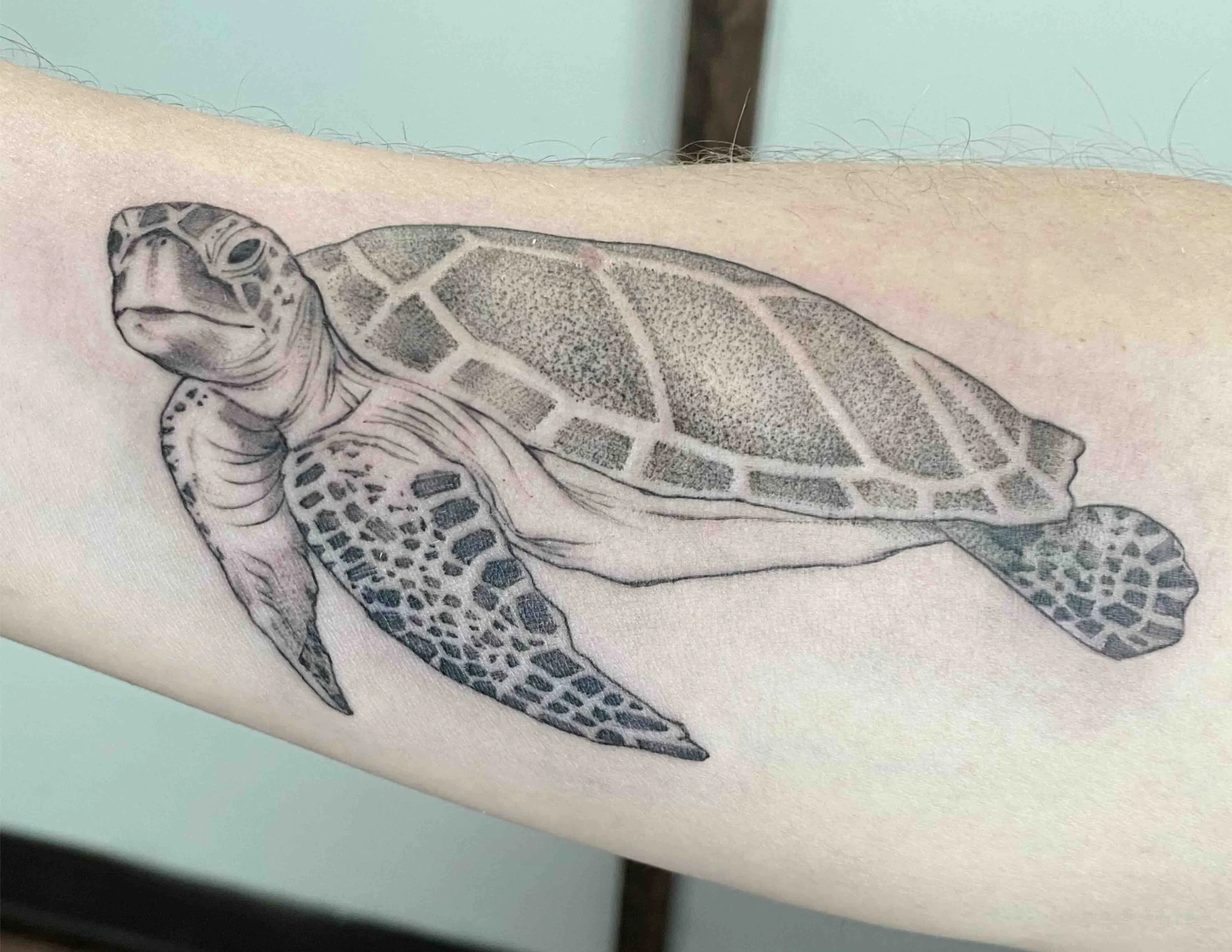 turtle.jpg