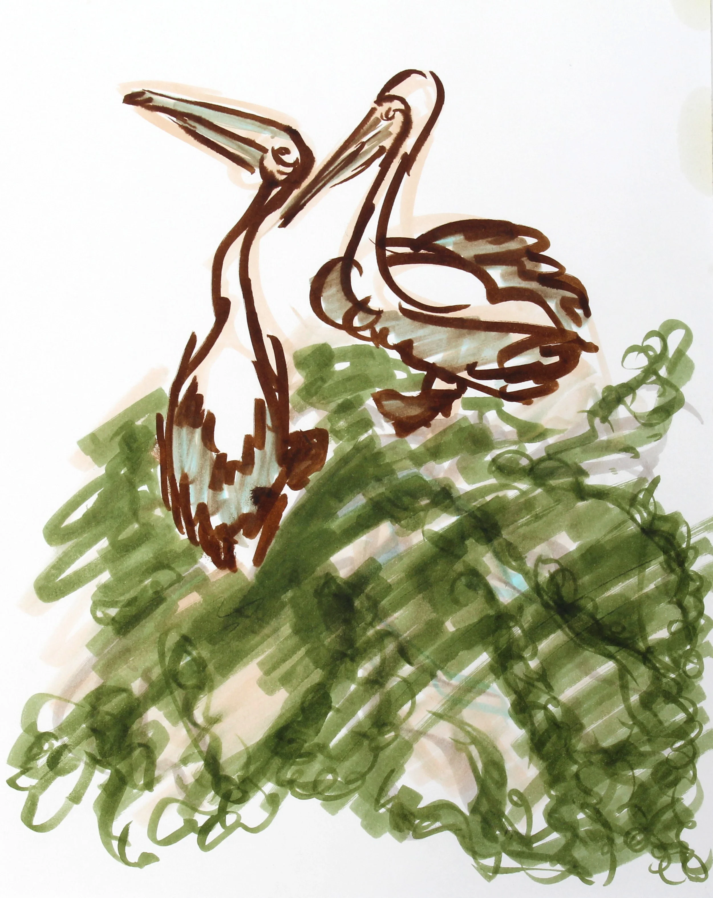Brown Pelicans, La Jolla