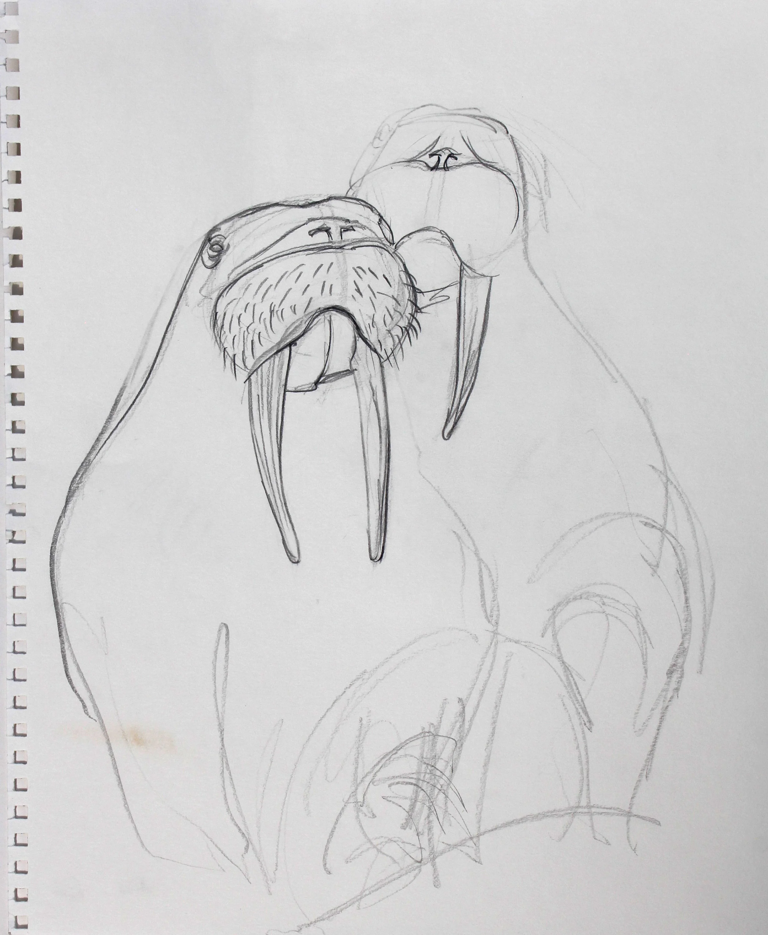 Walrus Sketch