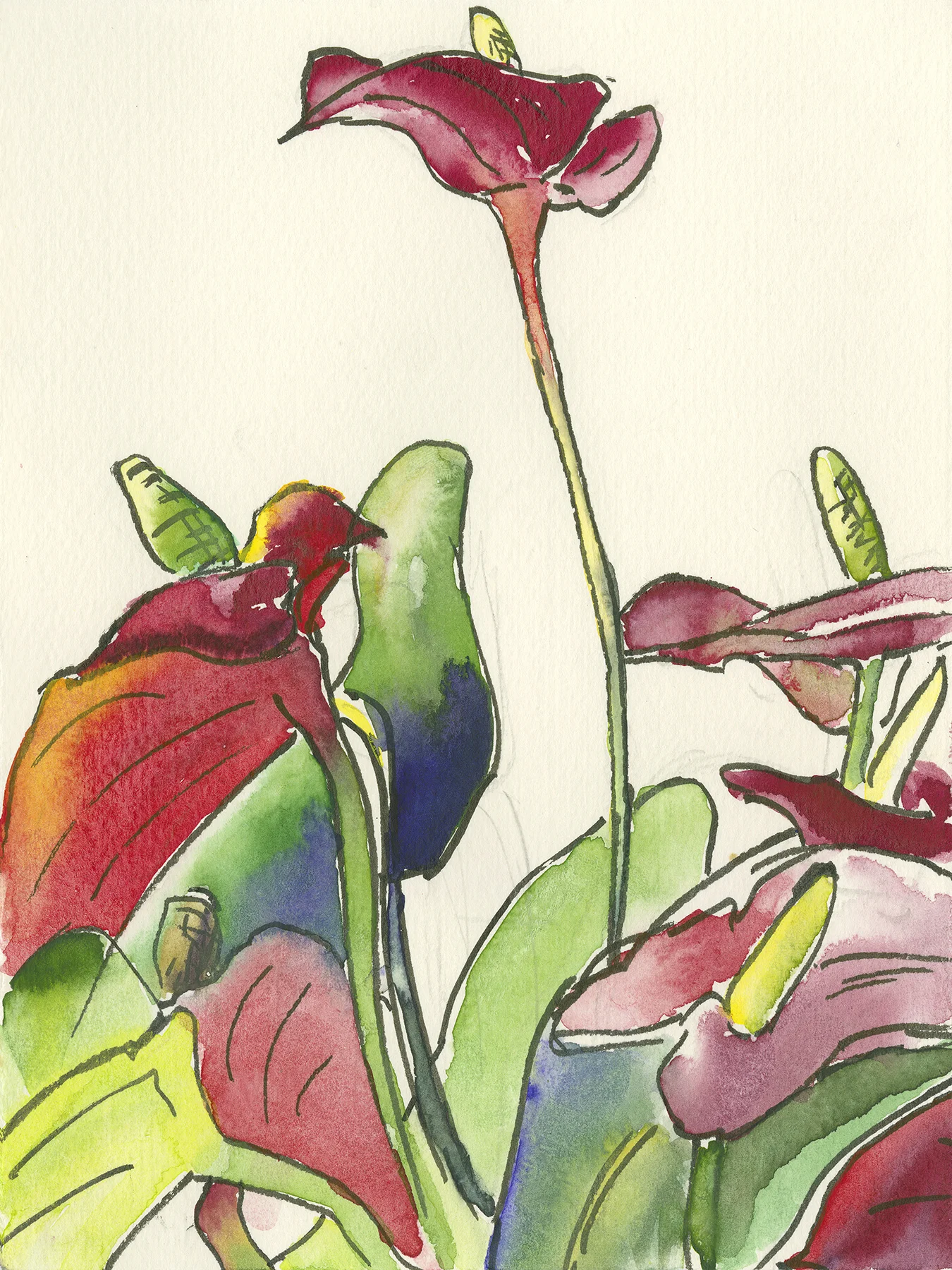 Anthurium.jpg