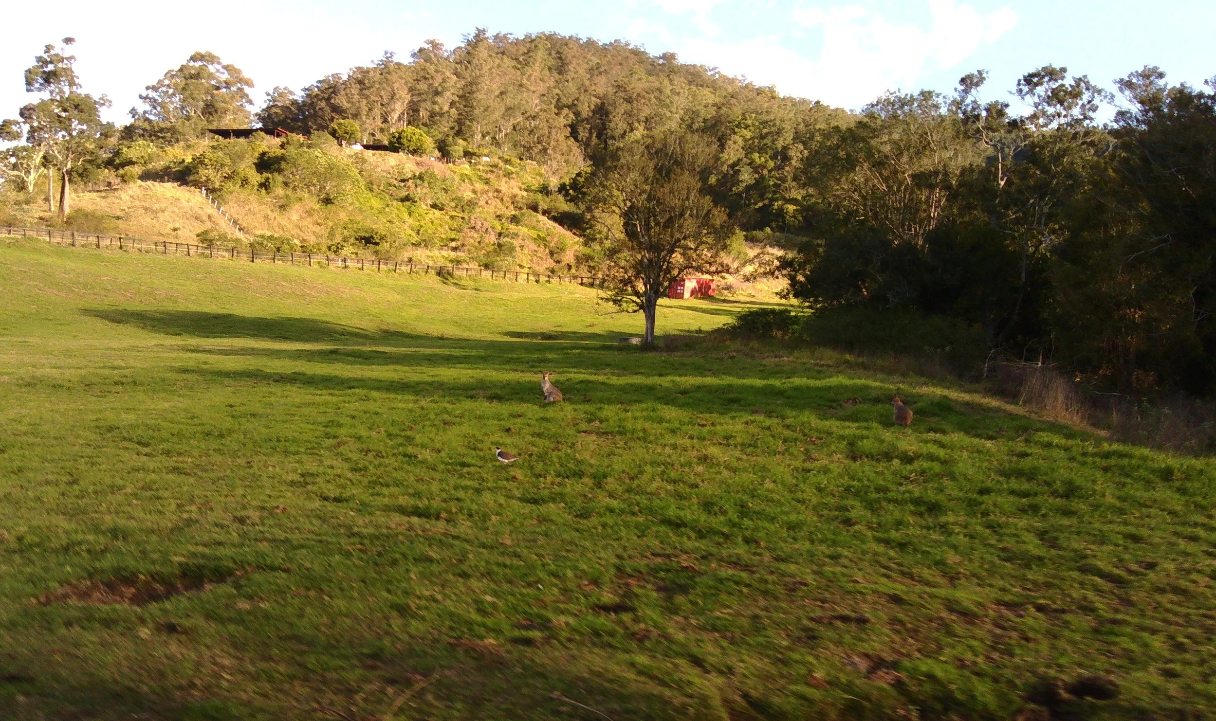 The Wallabies 