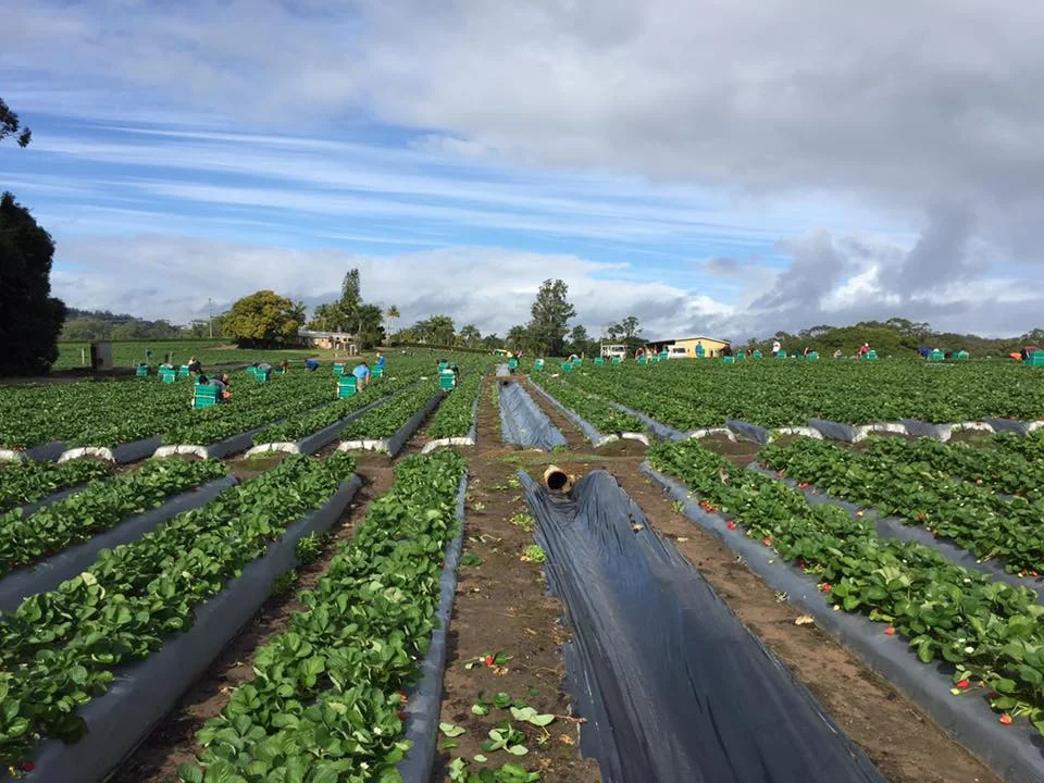 Lines and lines of wonderful strawberries