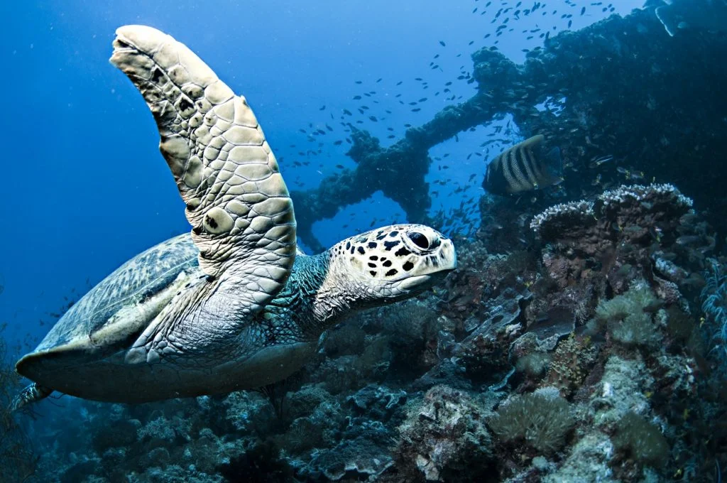 Hawksbill Turtle at Yongala Wreck- www.yongaladive.com