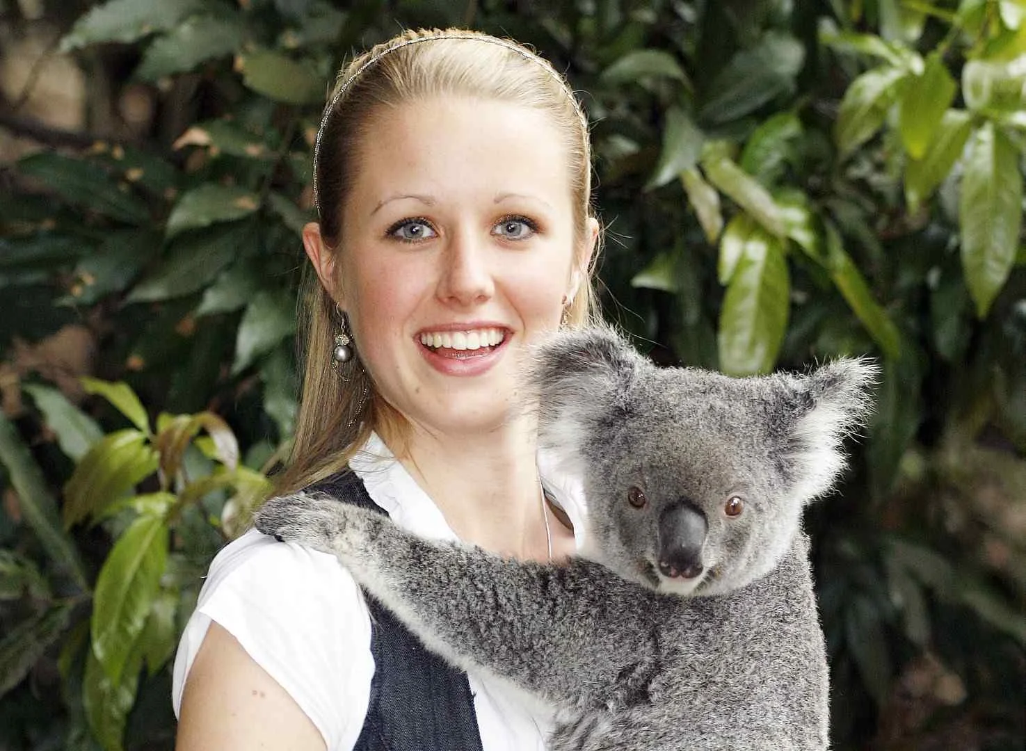 Koala Cuddle Lone Pine