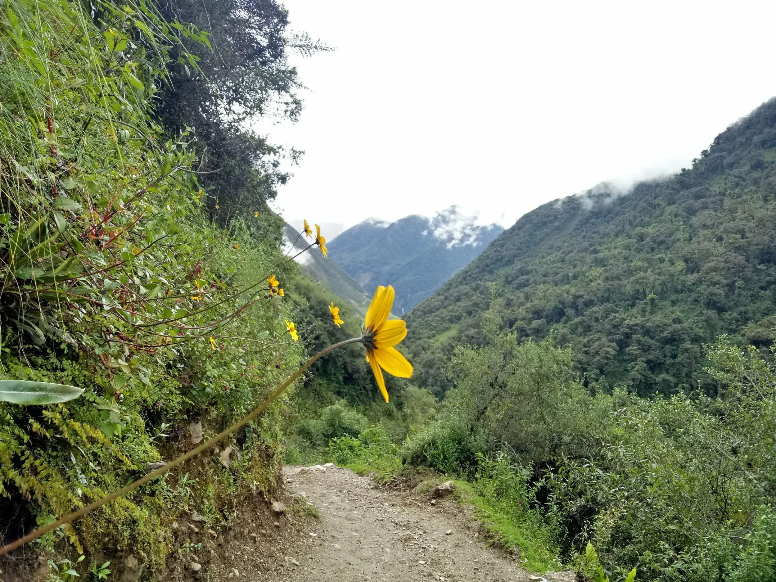 Heading to the Jungle